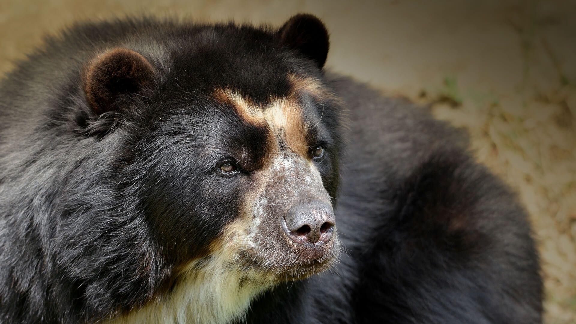 1920x1080 Andean (Spectacled) Bear. San Diego Zoo Animals & Plants