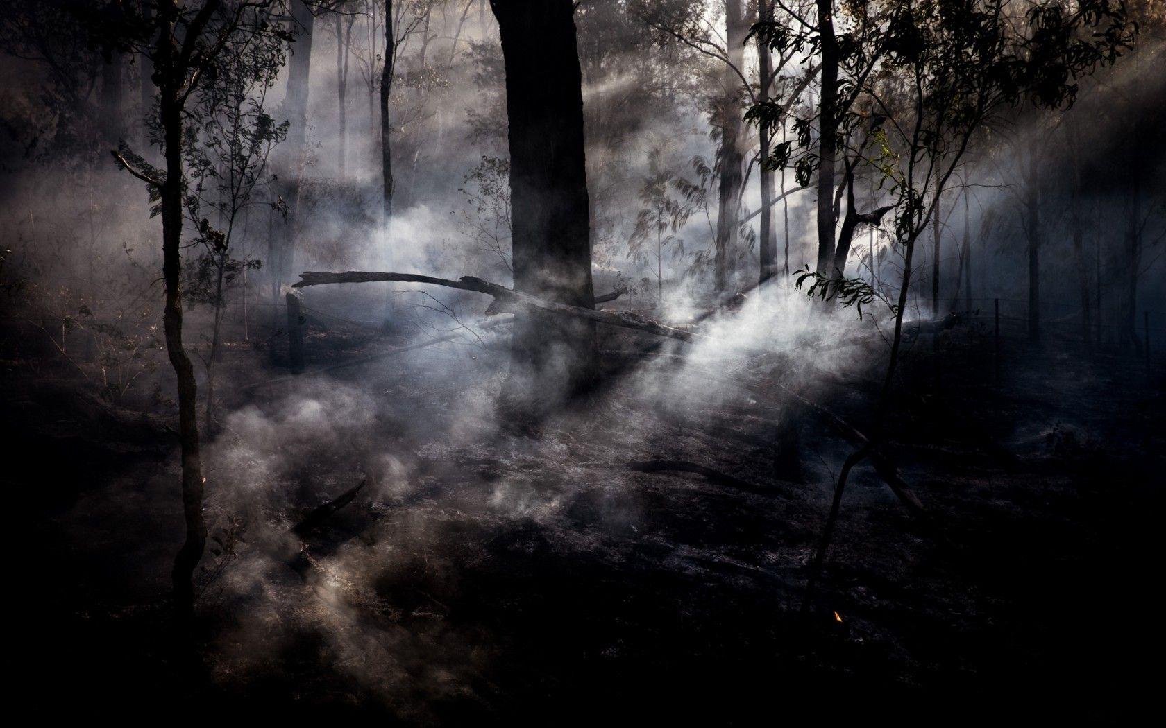 1680x1050 Download 1680x1050 Sunbeam, Dark Forest, Trees, Fog Wallpaper for MacBook Pro 15 inch