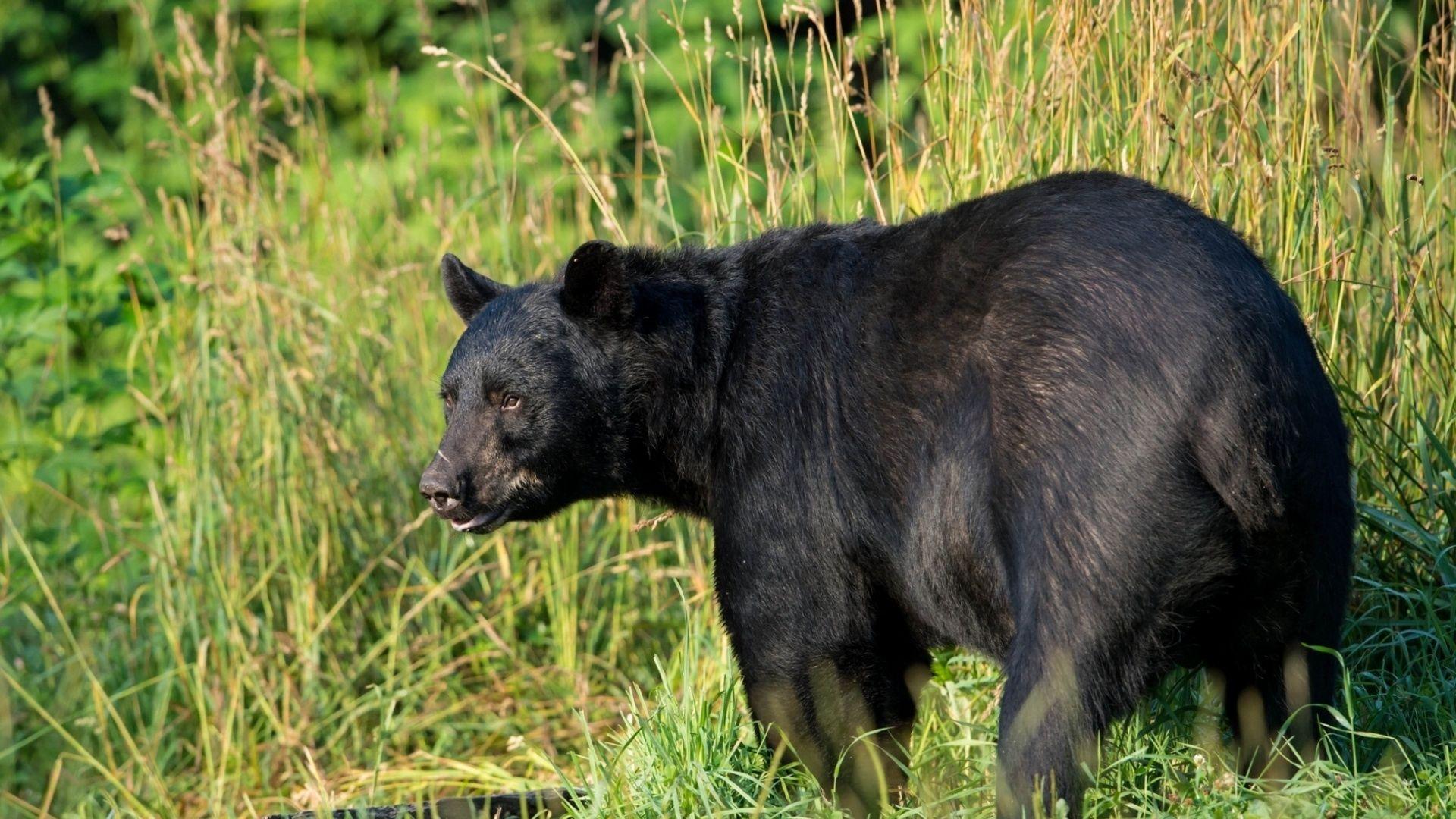 1920x1080 Download Wallpaper 1920x1080 american black bear, predator, grass, bear Full HD 1080p HD Background