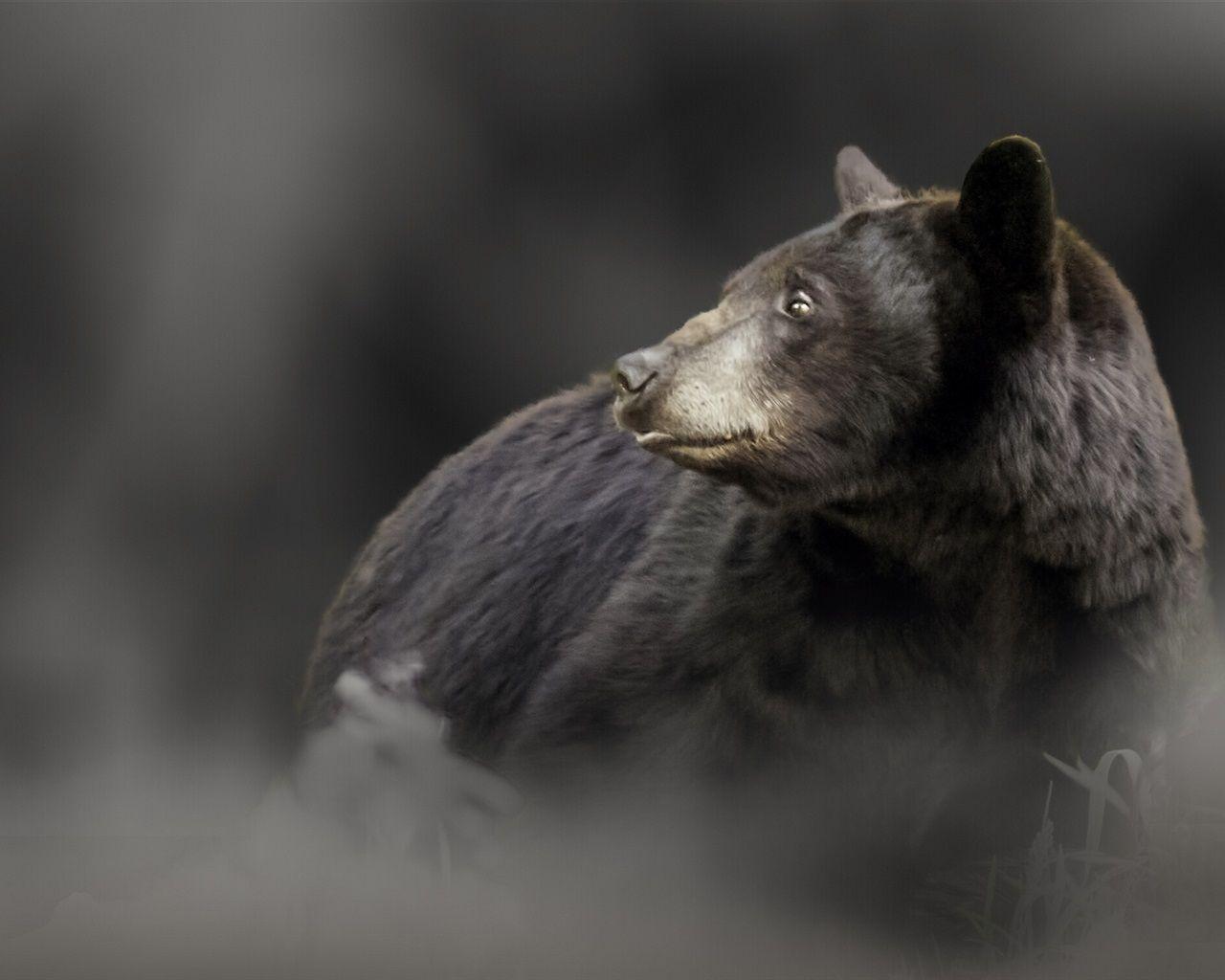 1280x1024 Wallpaper Black bear look back 1920x1200 HD Picture, Image