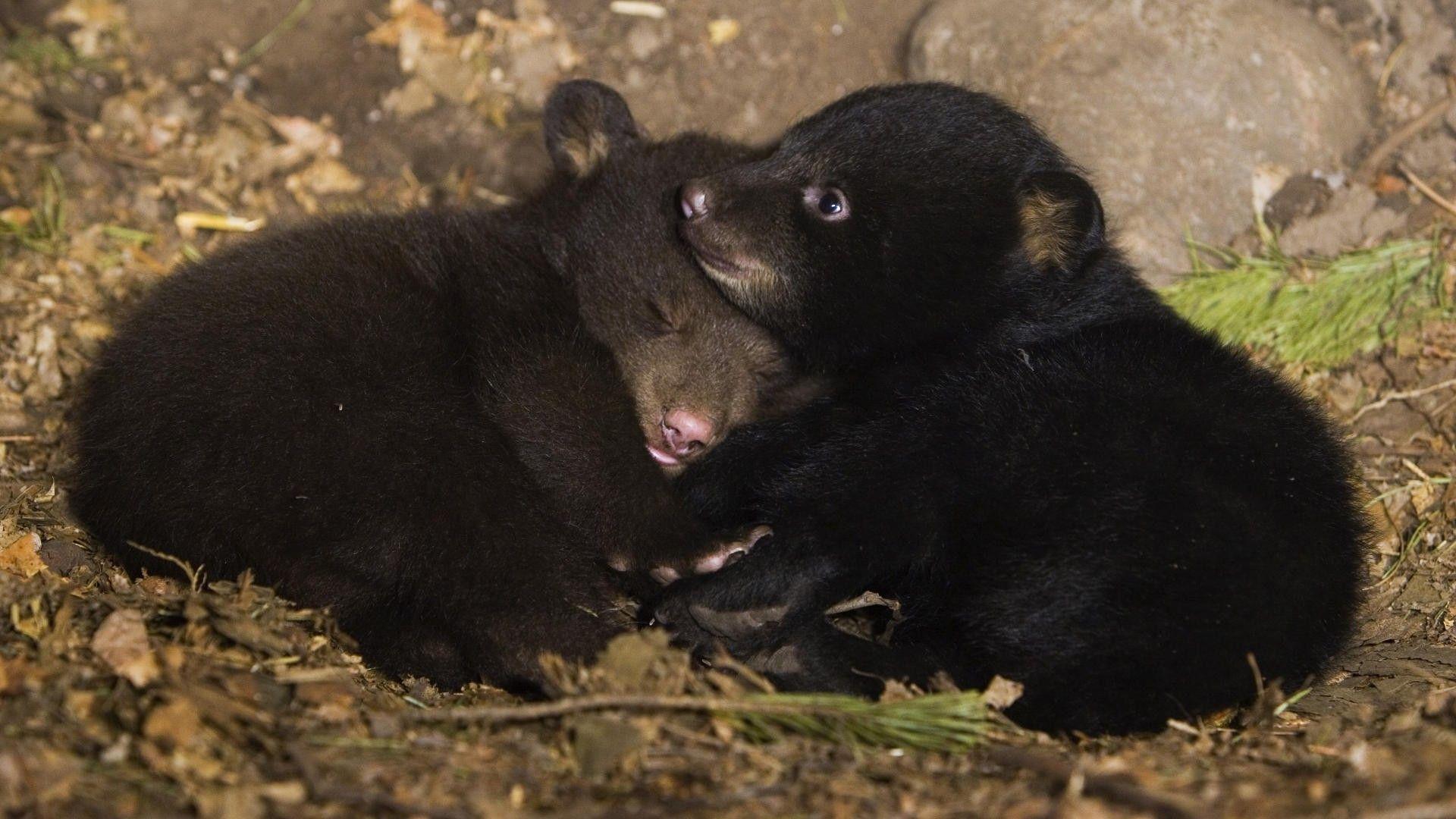 1920x1080 Wallpaper black bear. Amp.