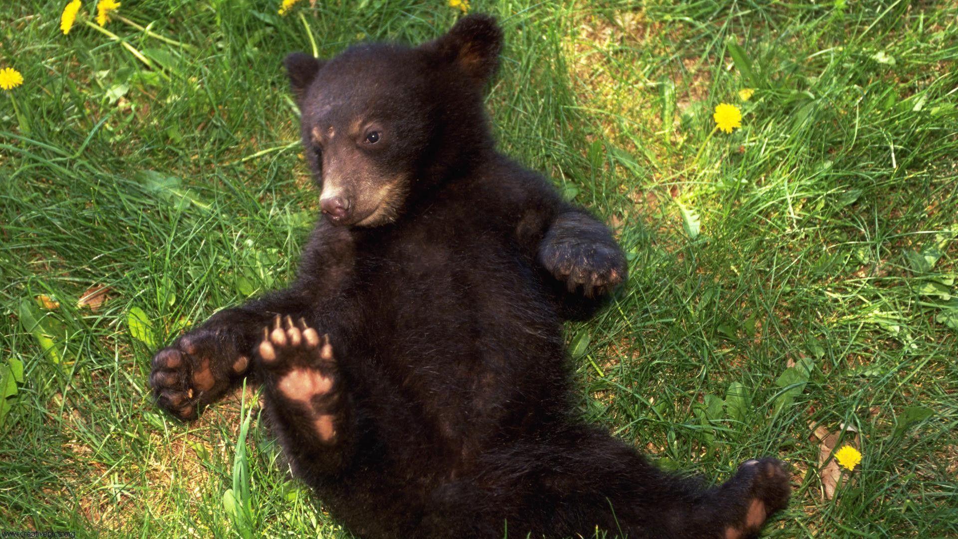 1920x1080 Cute Black Bear Picture .