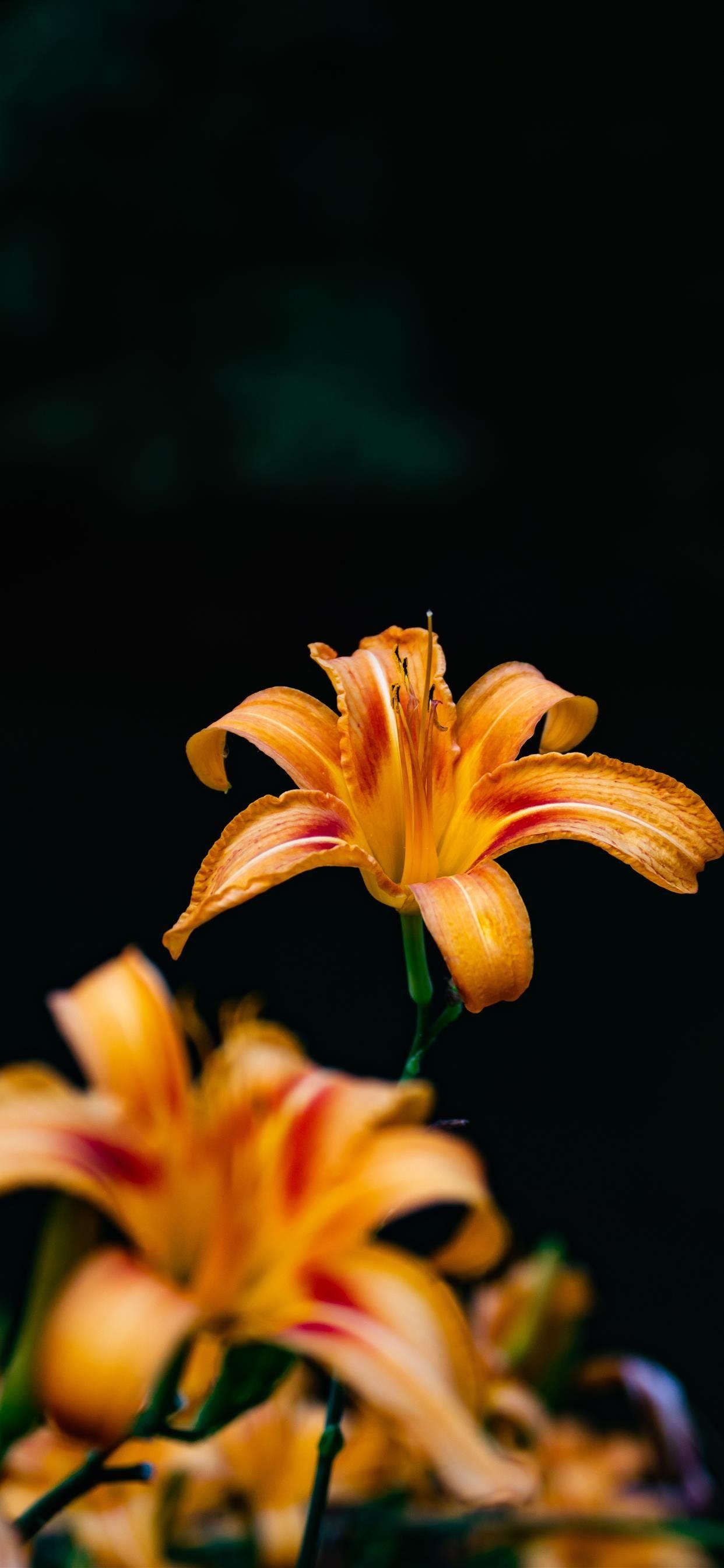1242x2688 orange beauty iPhone X Wallpaper Free Download