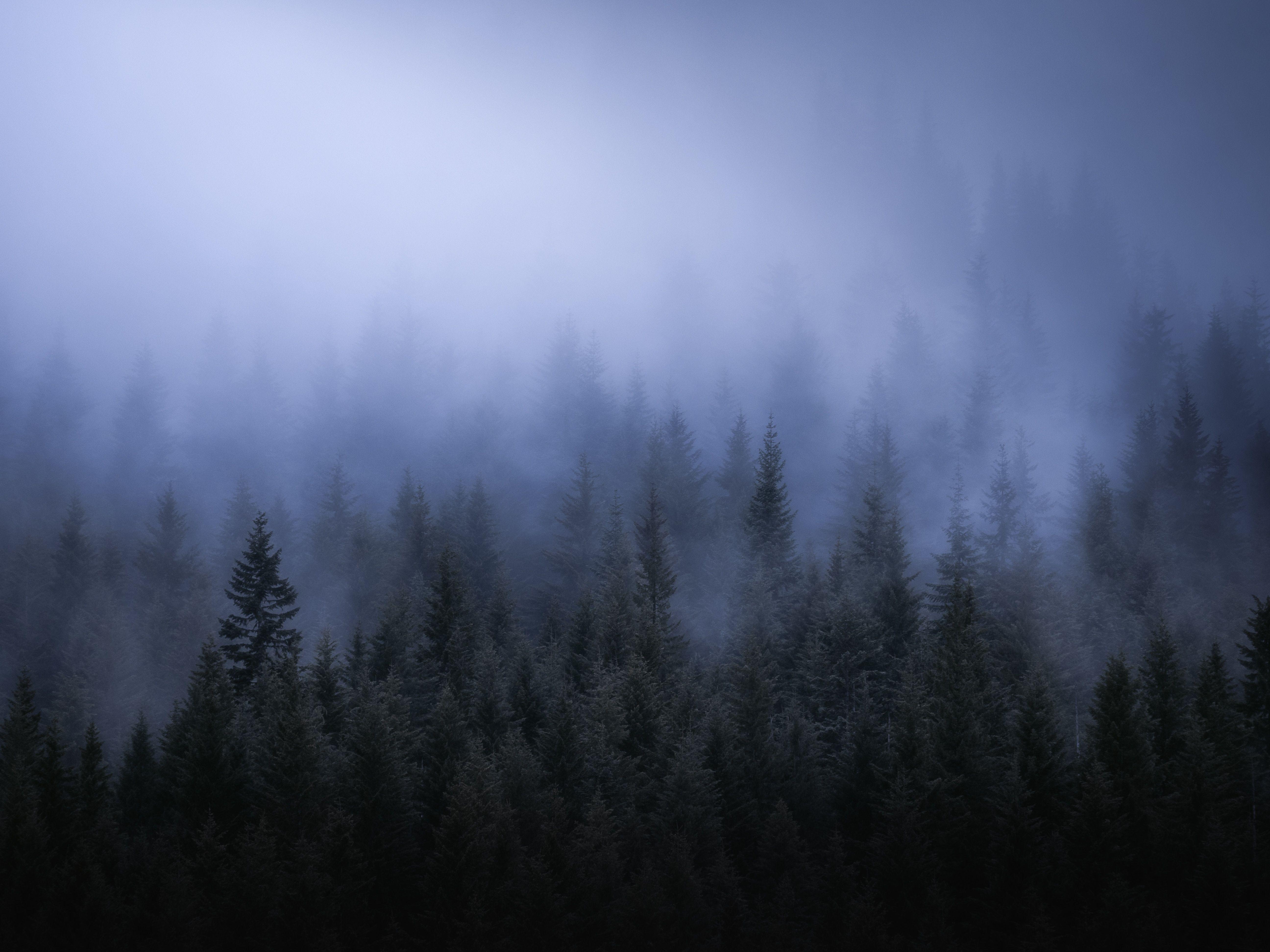 5184x3888 Fog Dark Forest Tress Landscape 5k, HD Nature, 4k Wallpaper, Image, Background, Photo and Picture