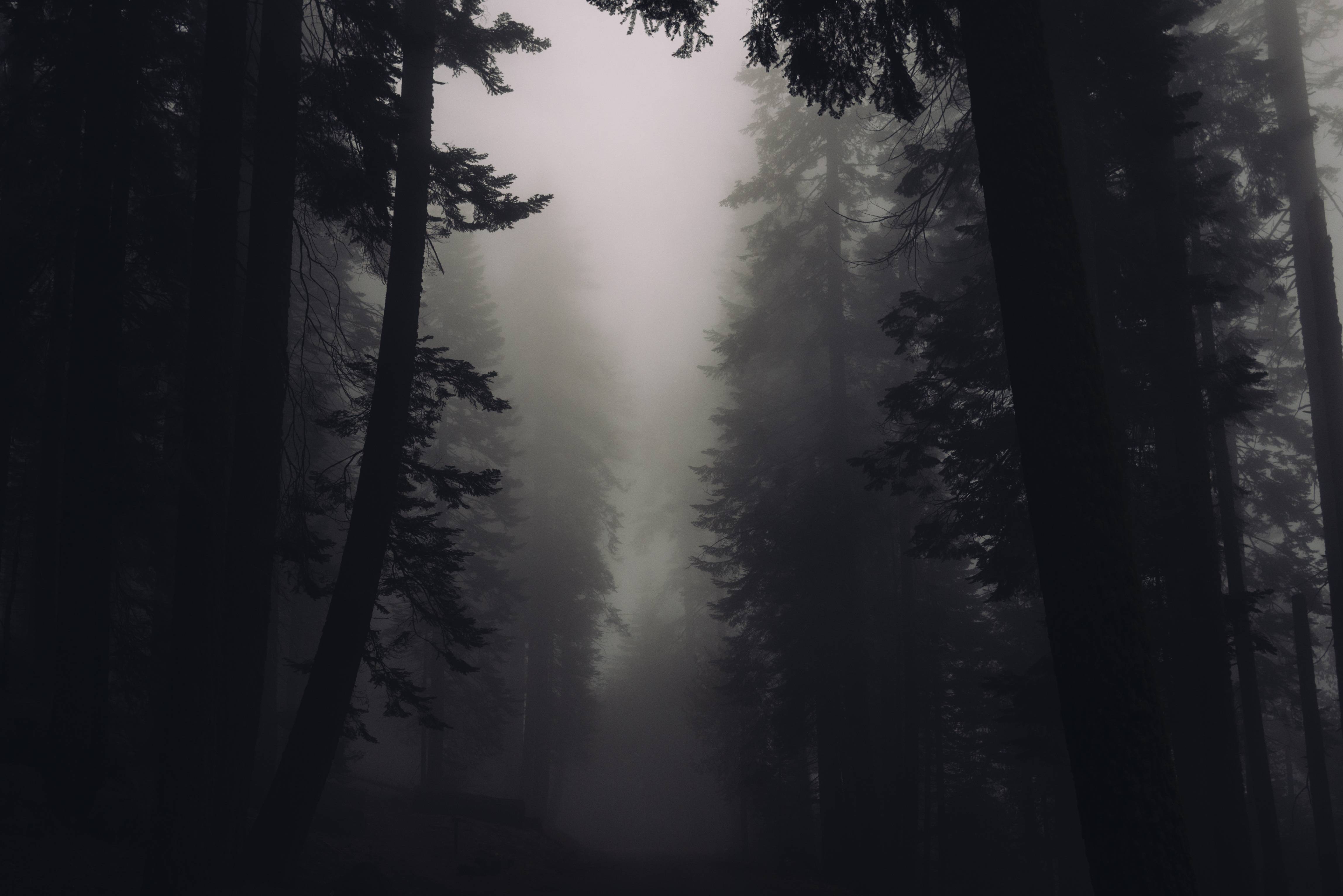 Dark Forest Fog Wallpapers Top Free Dark Forest Fog Backgrounds