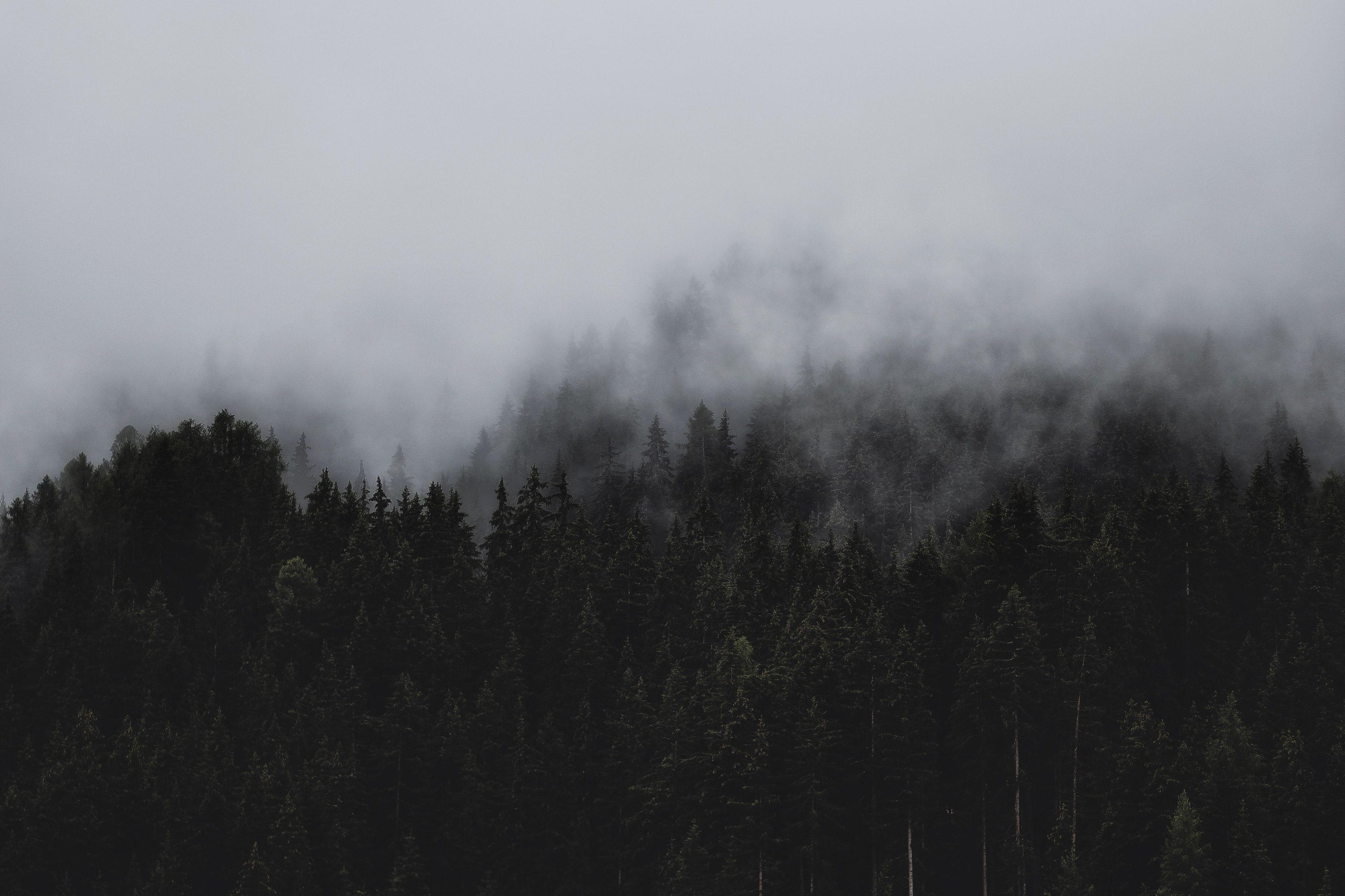 Dark Forest Fog Wallpapers - Top Free Dark Forest Fog Backgrounds
