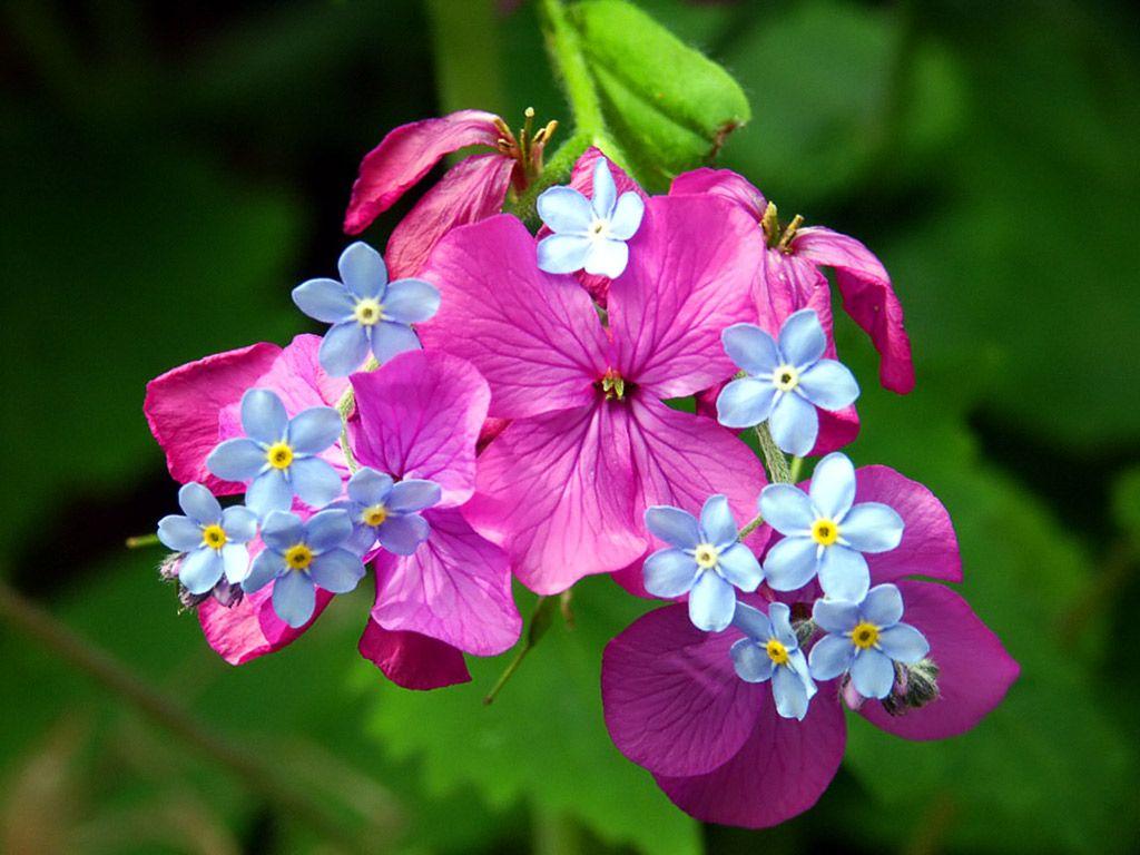 1024x768 computer wallpaper free download: Free Spring Wallpaper Free