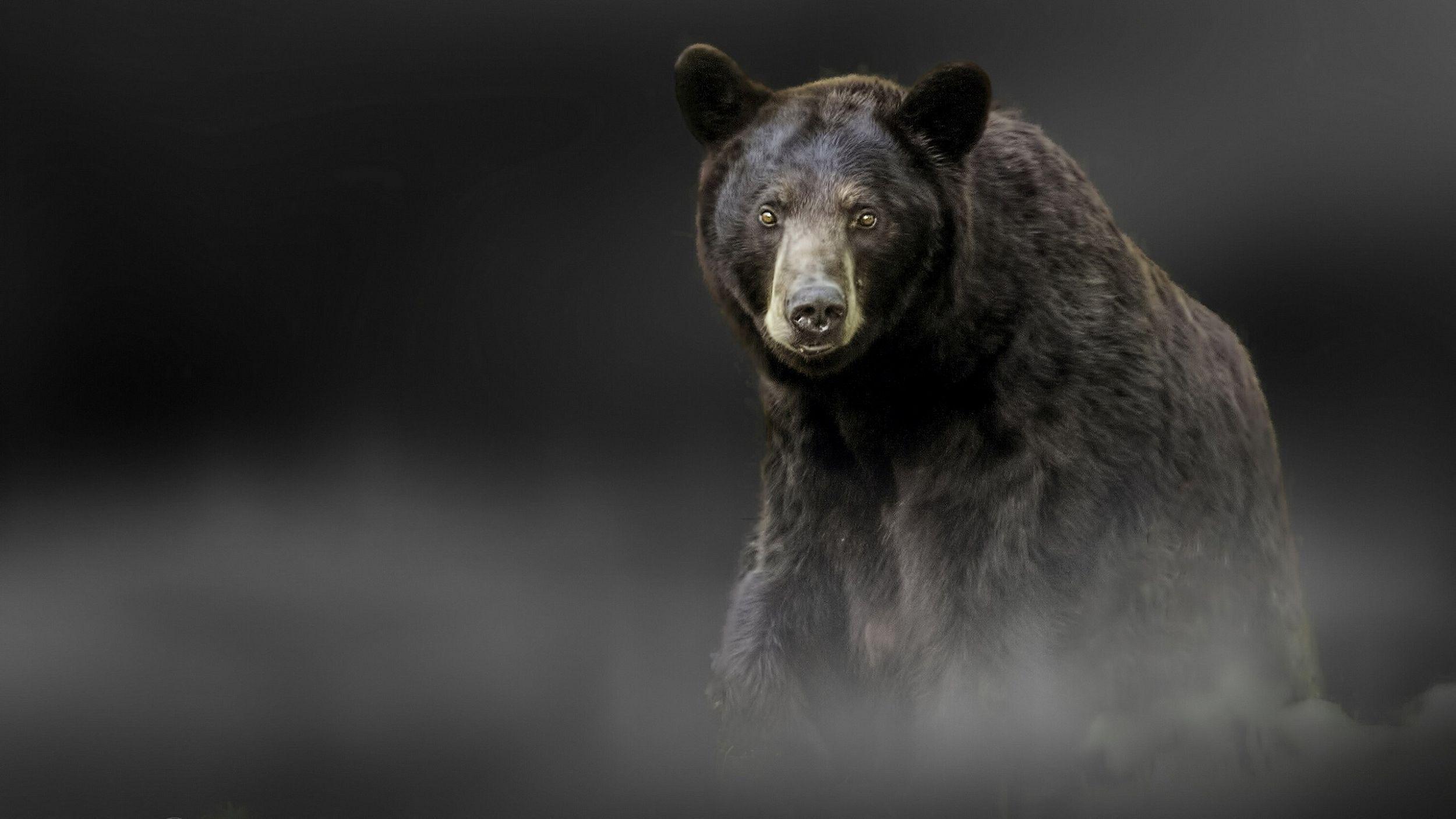 2500x1406 Cute Black Bear Wallpaper