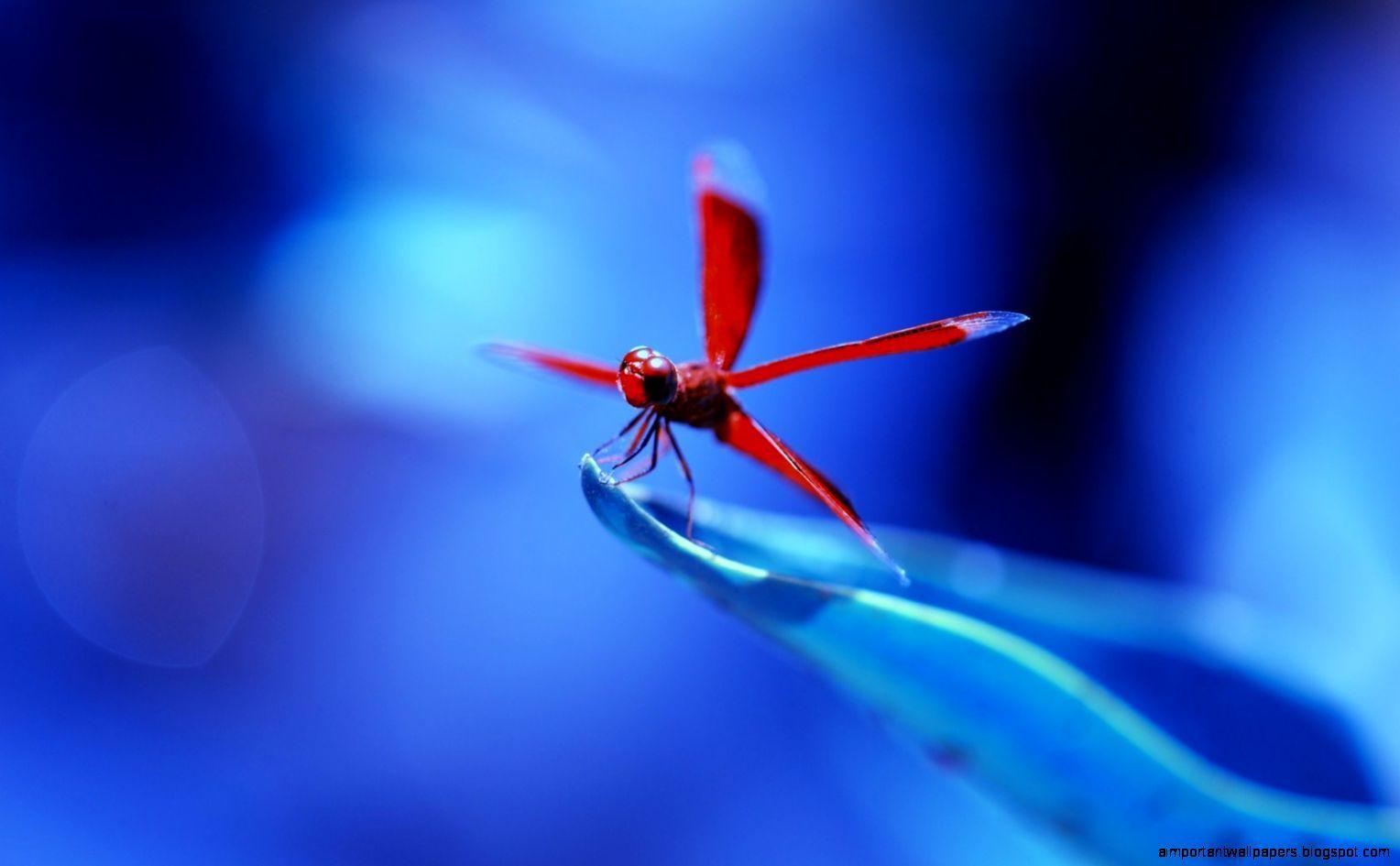 1528x945 Dragonfly HD Wallpaper