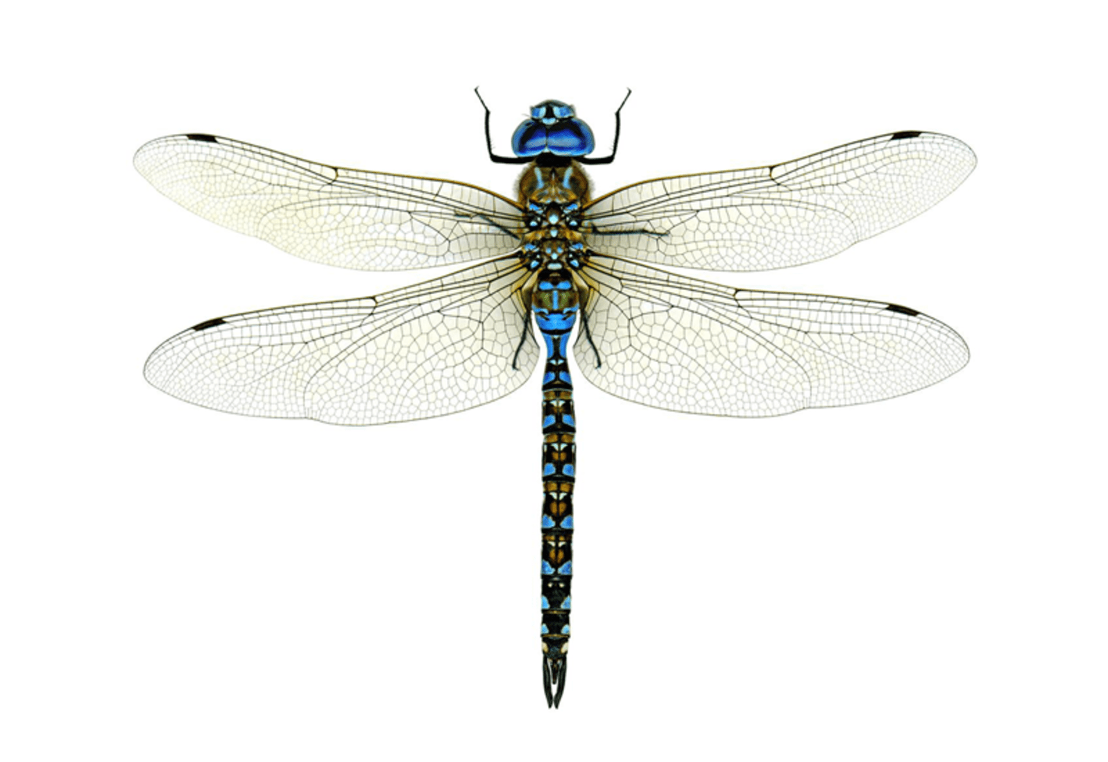 Dragonfly Desktop Wallpapers - Top Free Dragonfly Desktop Backgrounds ...