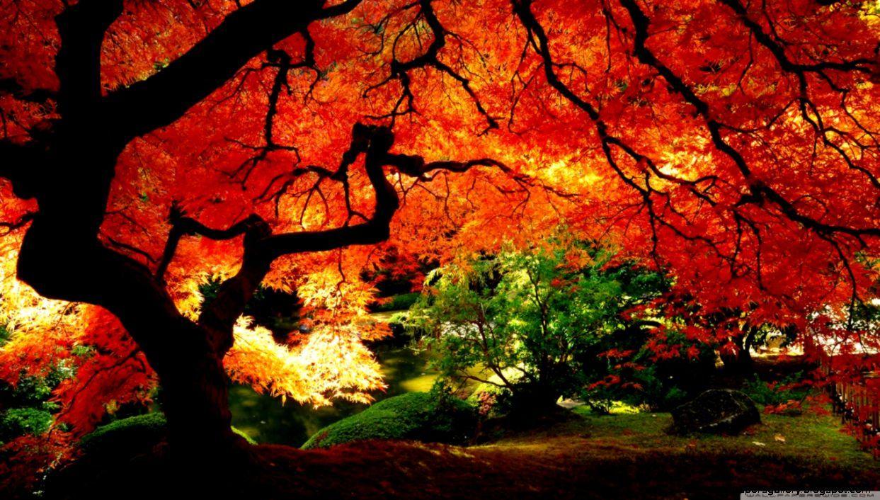 Neon Autumn Wallpapers - Top Free Neon Autumn Backgrounds - WallpaperAccess