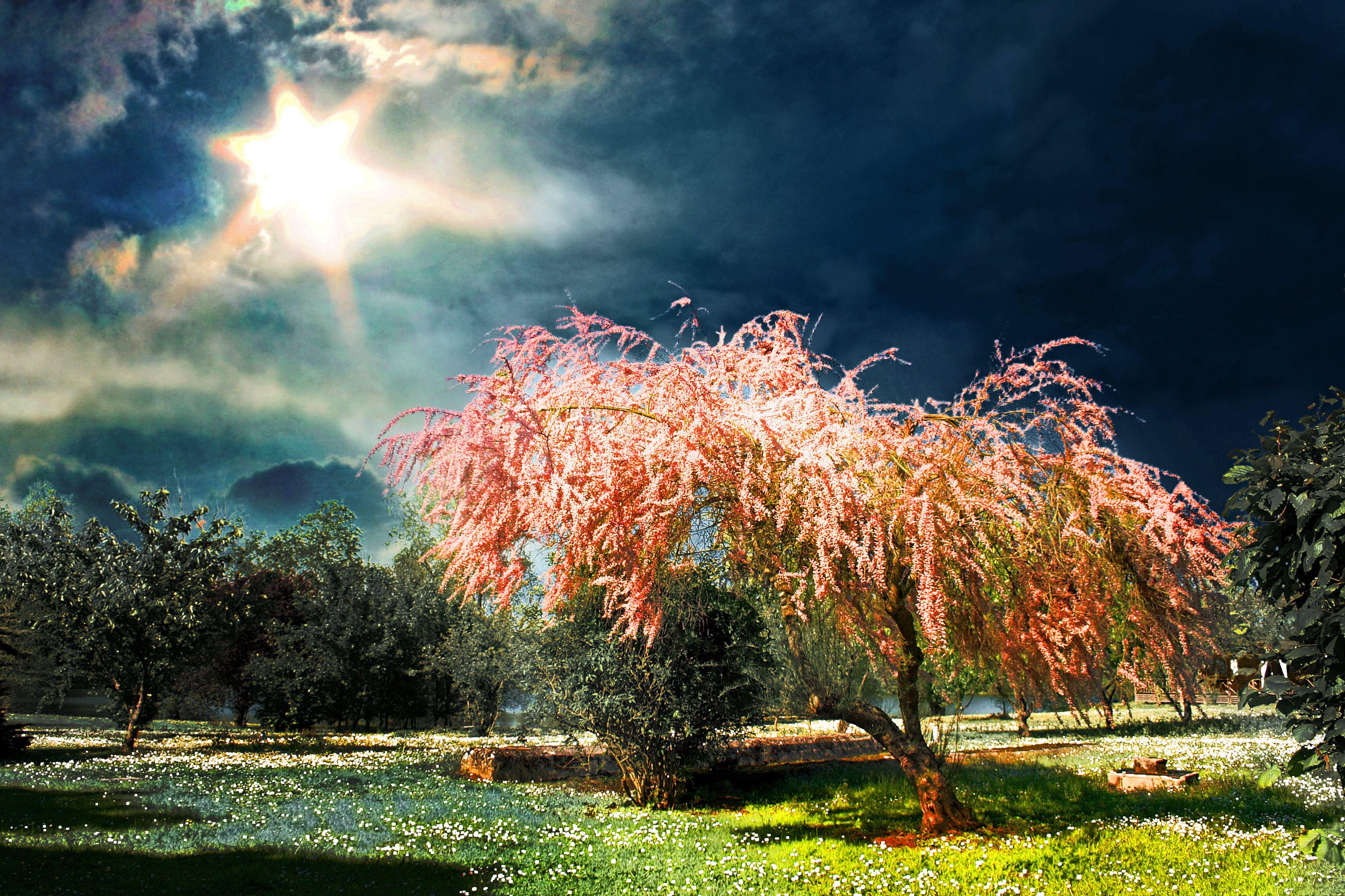 3900x2598 HD Spring Wallpaper, Background, Image. Design Trends