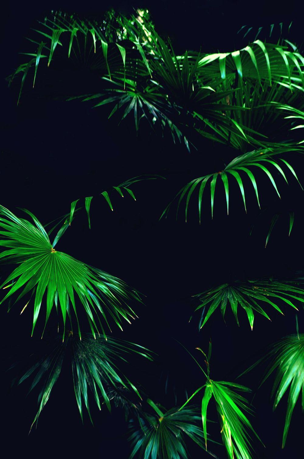 1000x1510 Jungle Night Picture. Download Free Image