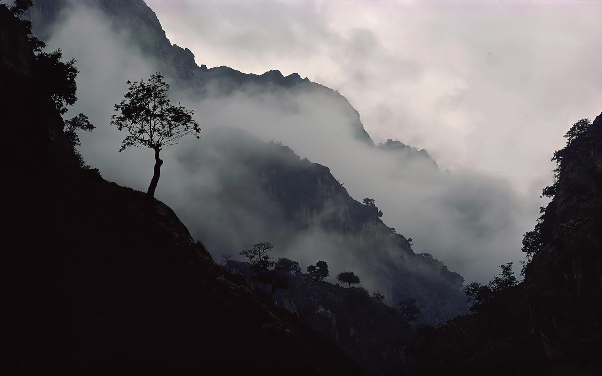 1920x1200 fog, Mist, Bokeh, Forest, Jungle Wallpaper HD / Desktop and Mobile Background