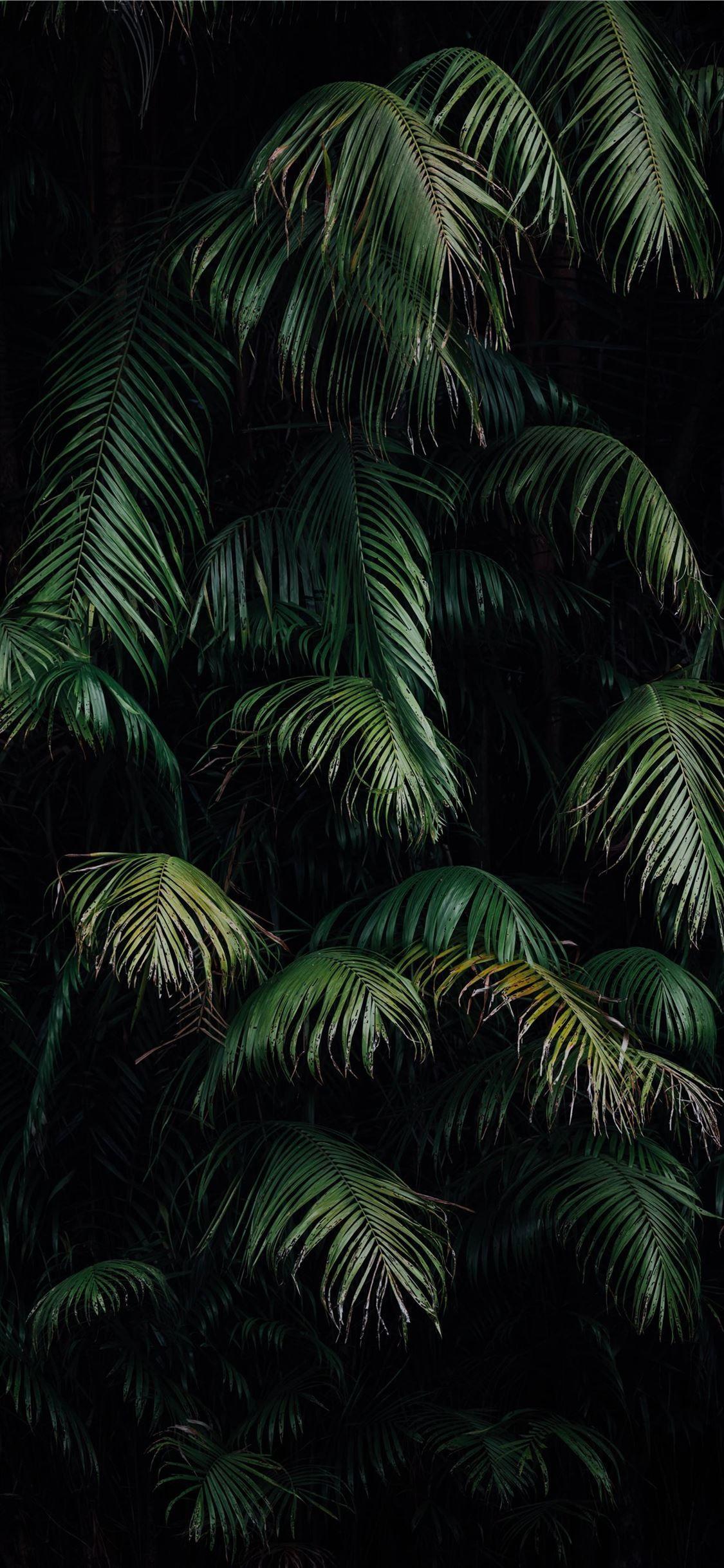 1125x2436 green palm tree during night time #tree #jungle #nature #grey #iPhoneXWallpaper. Palm trees wallpaper, Pretty wallpaper iphone, Wallpaper