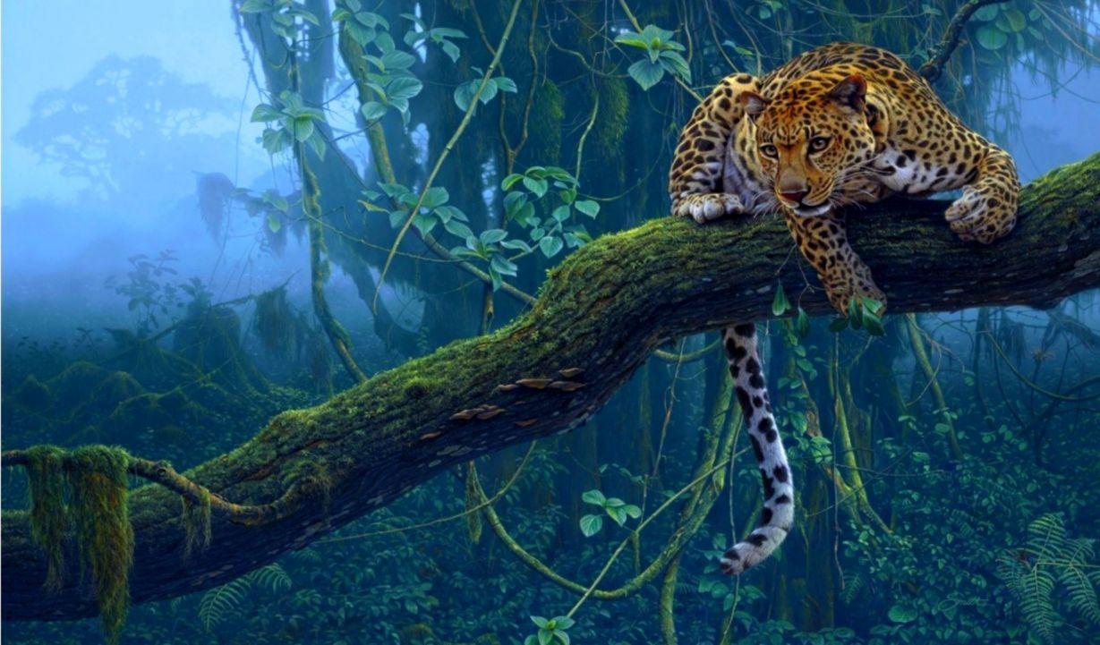 1229x721 Jaguar Animal Night HD Wallpaper Welcome To Starchop In The Jungle
