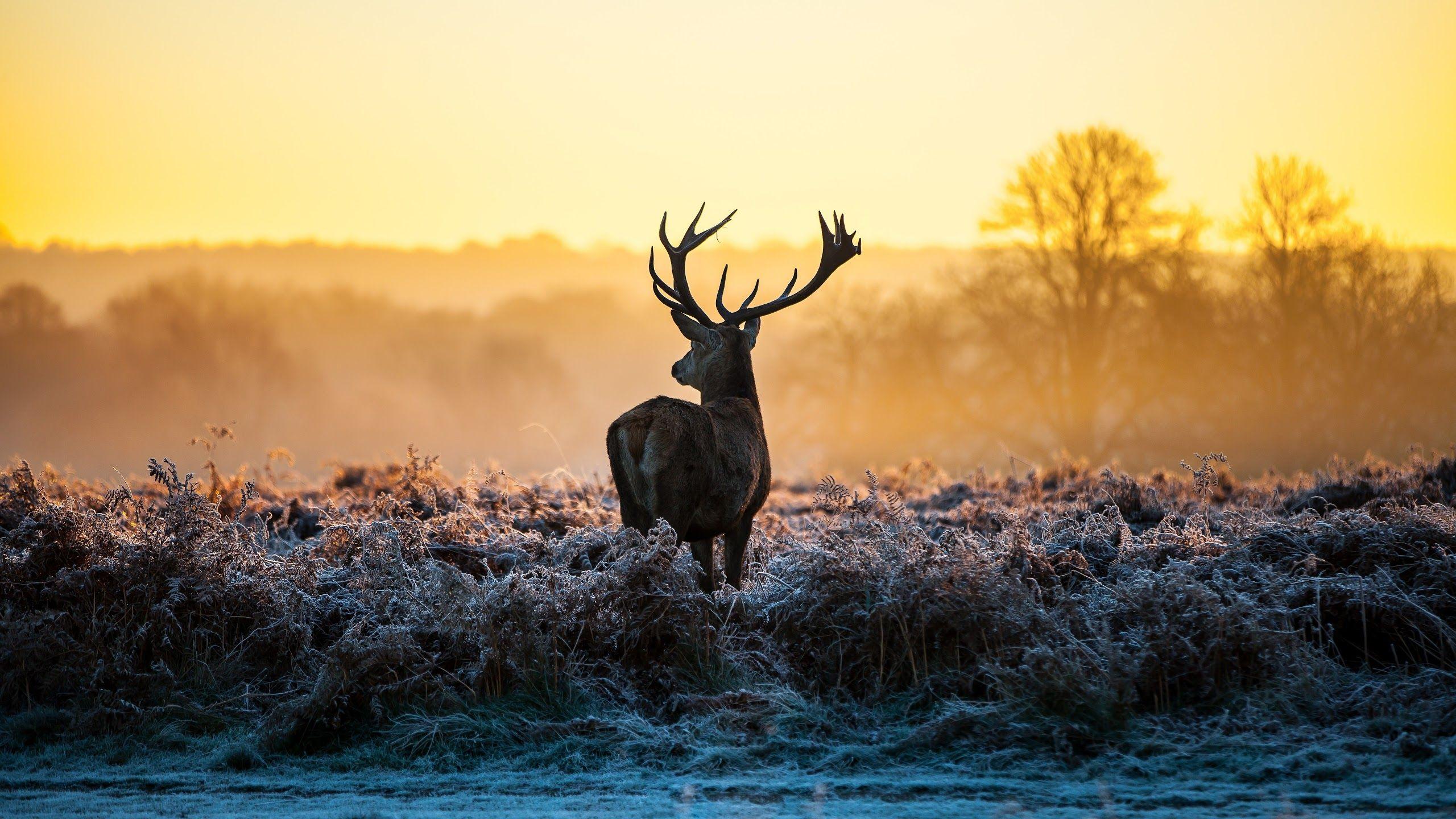 2560x1440 Deer 8K Wallpaper