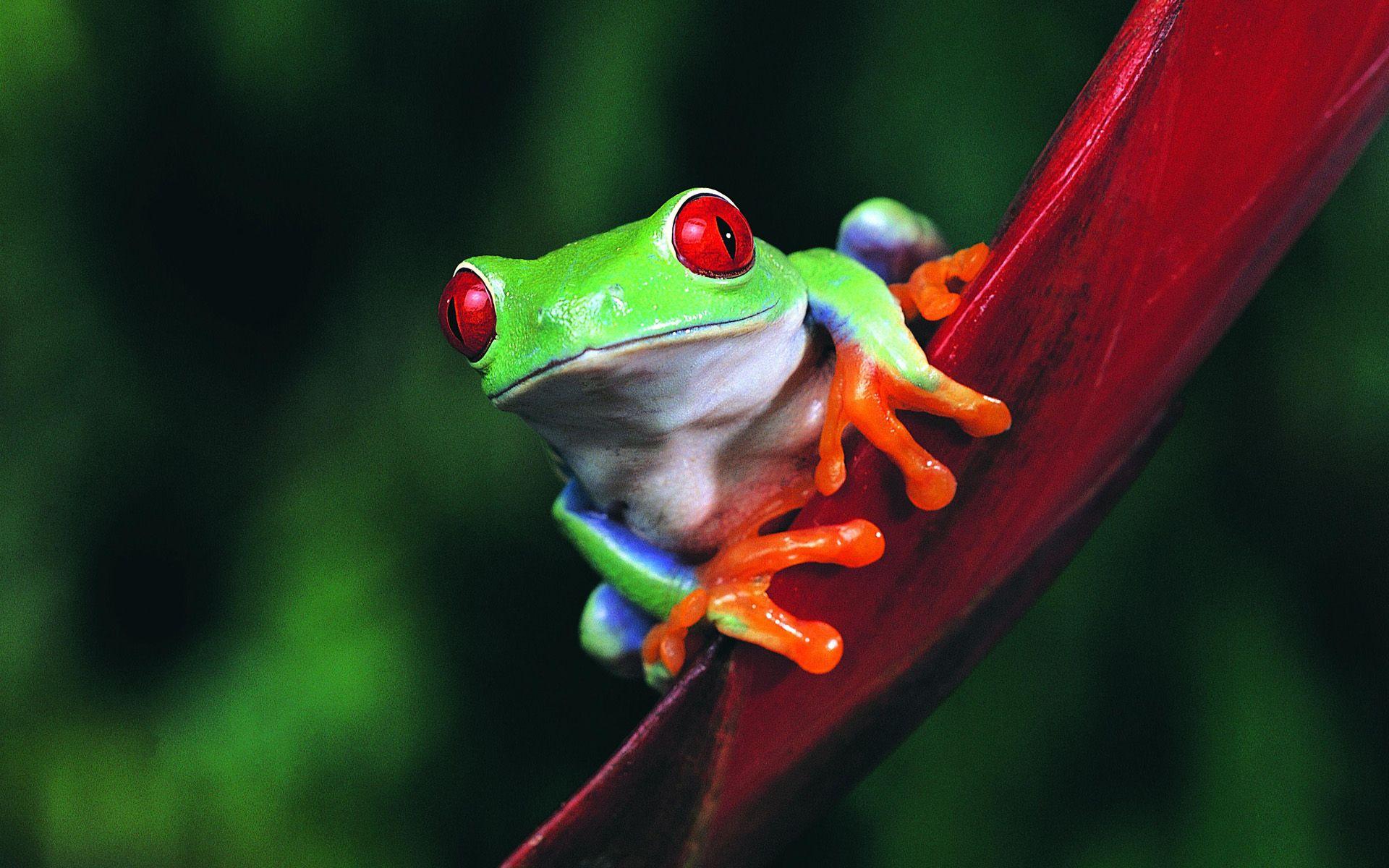1920x1200 Frog Wallpaper