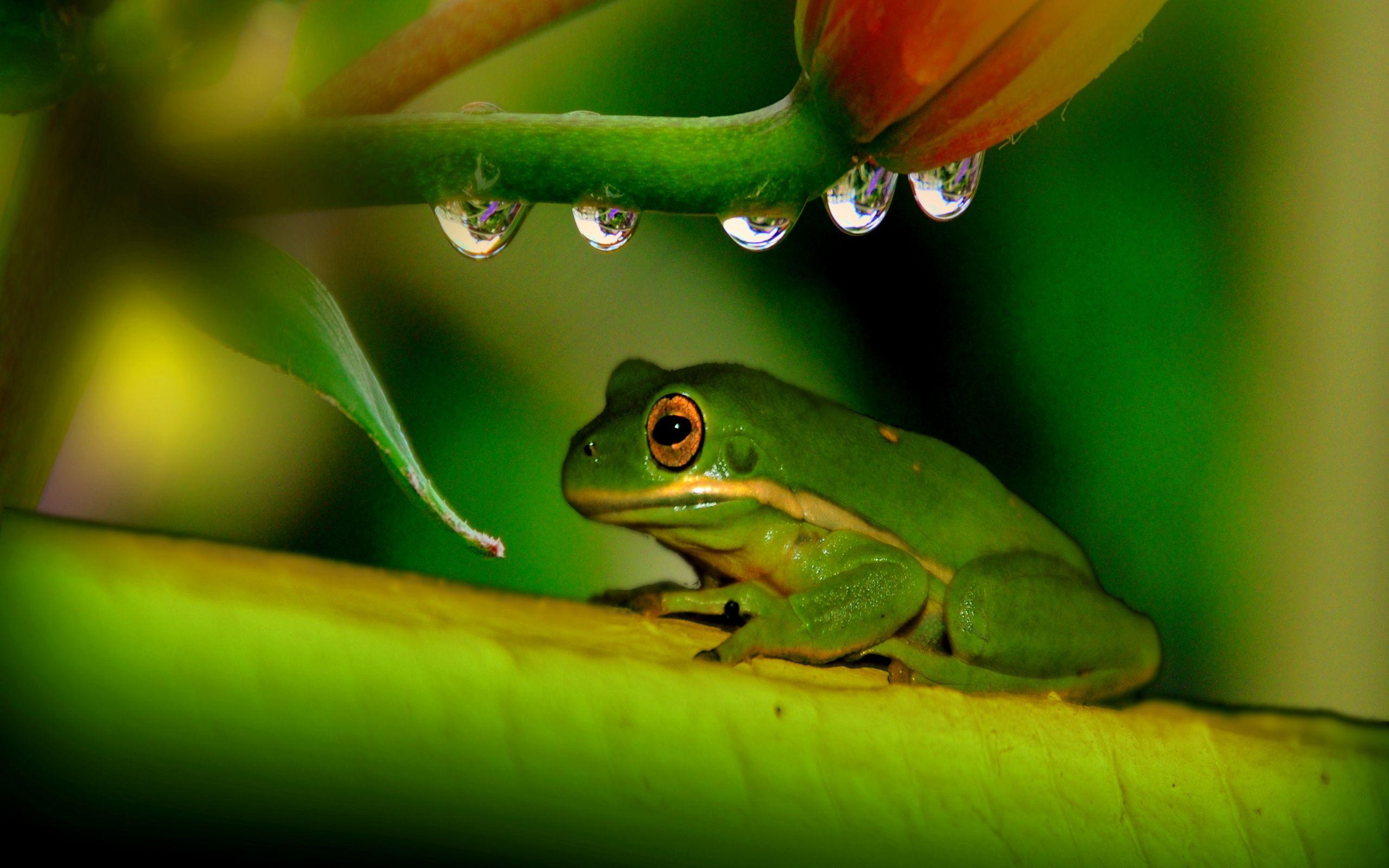 2560x1600 Free download Home Photo Frogs Photo Collection Frog HD Wallpaper [2560x1600] for your Desktop, Mobile & Tablet. Explore HD Frog Wallpaper. Cute Frog Wallpaper, Reptile HD Wallpaper, Animated Frog