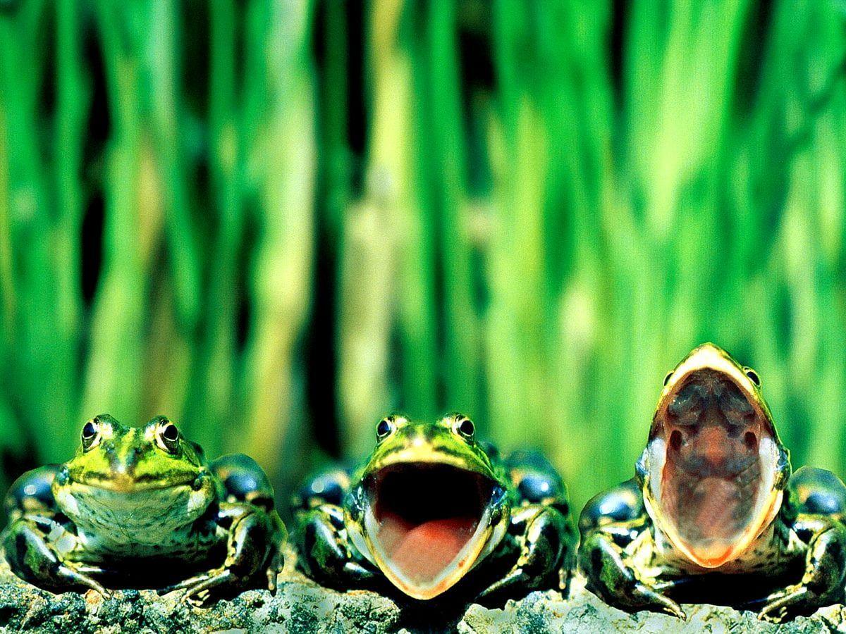 1200x900 Chorus frog wallpaper HD. Download Free background