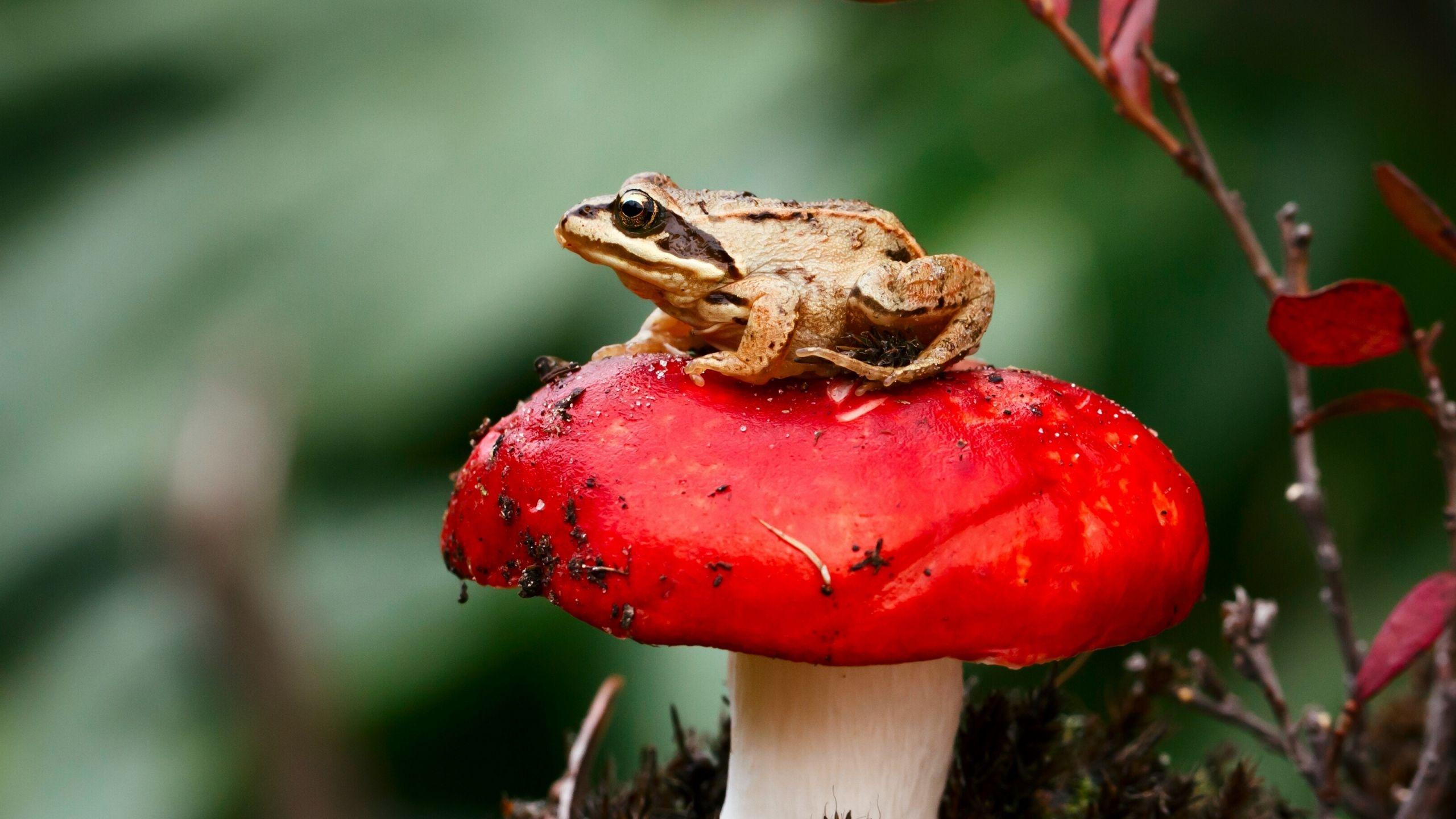 2560x1440 Frog Wide Wallpaper HD 50803 2560x1440px