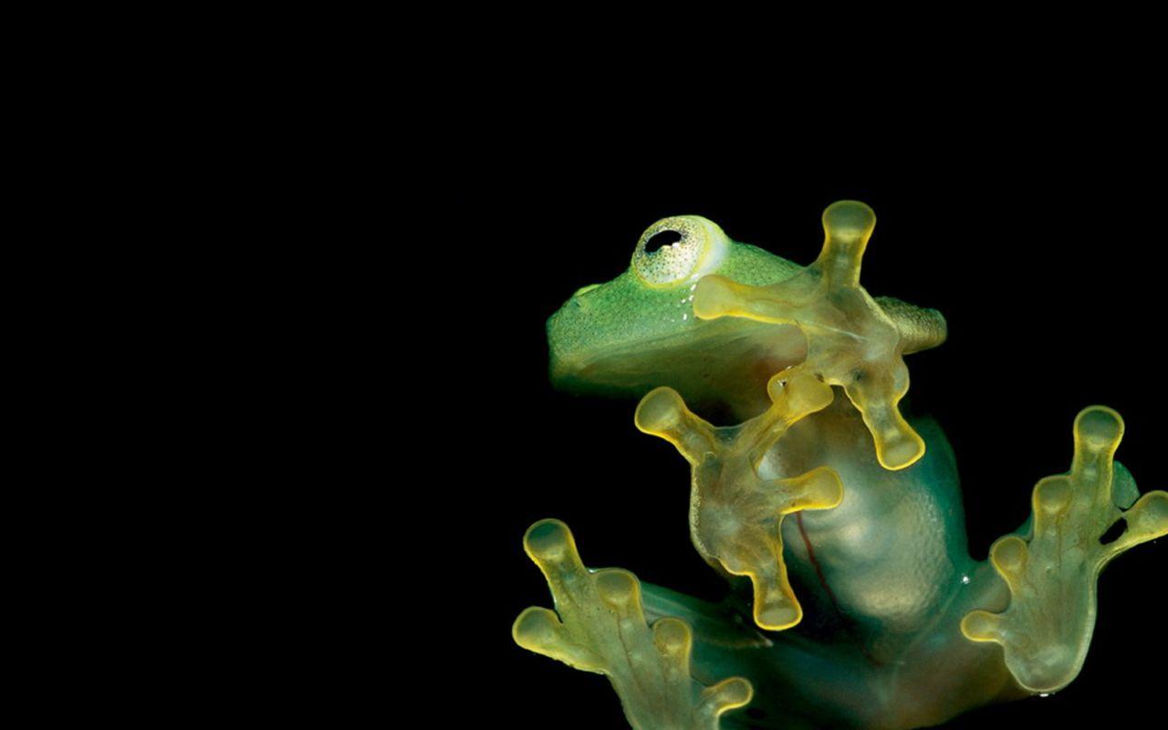1280x800 Hd Frog