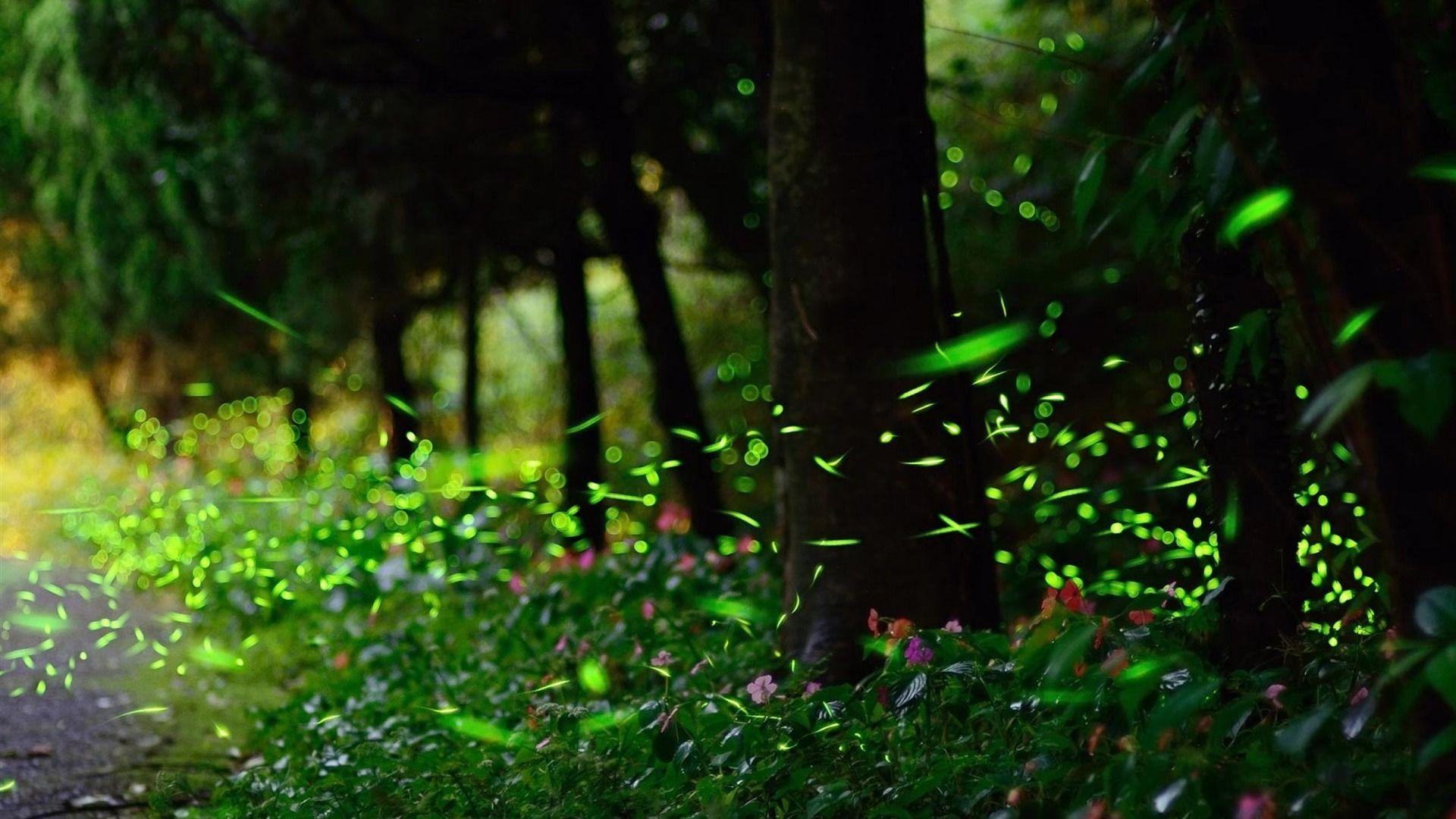 1920x1080 Fireflies Wallpaper