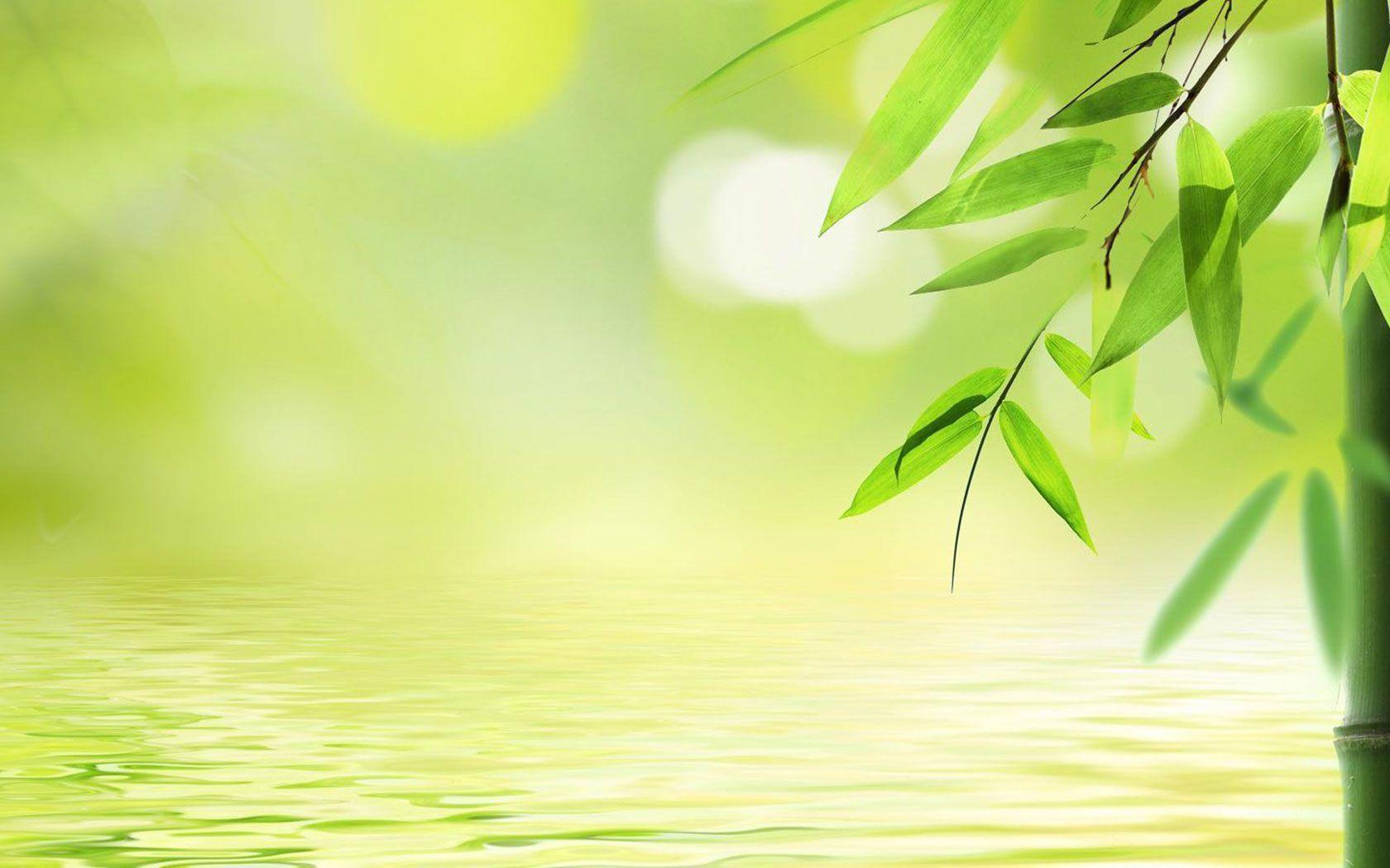 1680x1050 Bamboo Desktop Wallpaper
