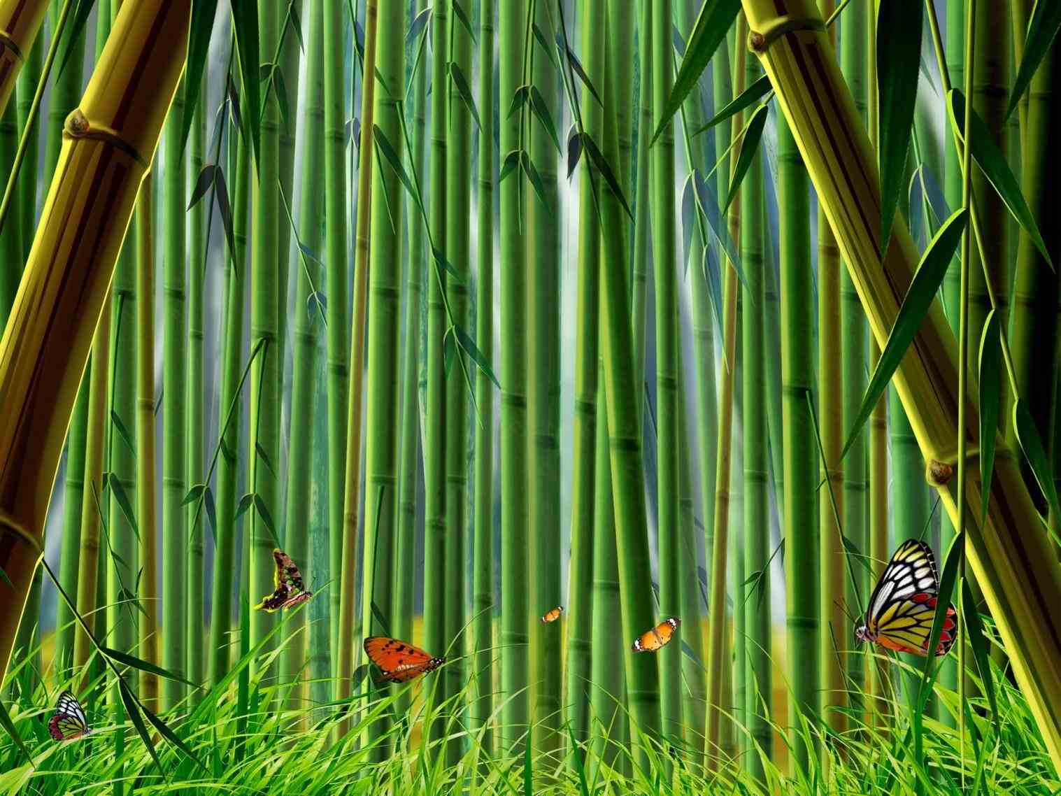1517x1138 Bamboo clipart bamboo wallpaper, Bamboo bamboo wallpaper Transparent FREE for download on WebStockReview 2021