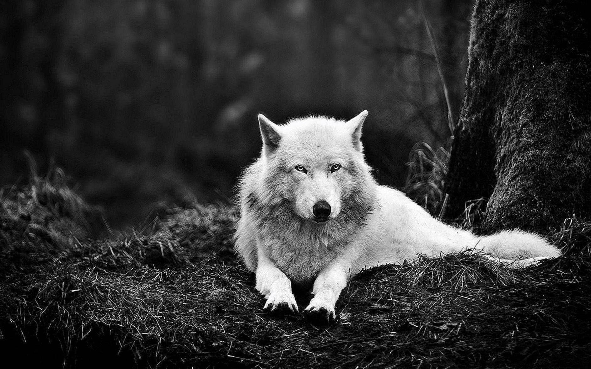 1883x1176 Picture Of A White Wolf Wallpaper Wallpaper.pro