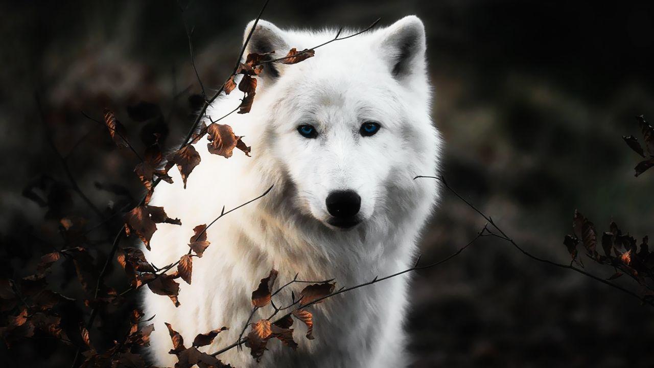 1280x720 White Wolves Wallpaper