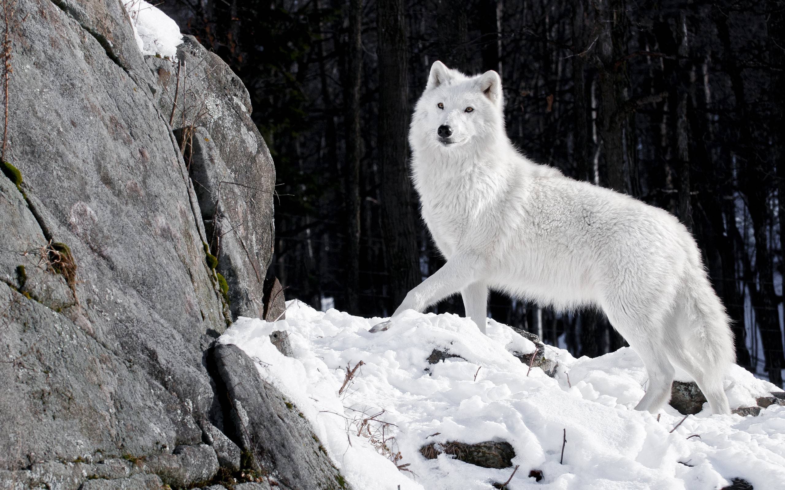 2560x1600 Wolf Wallpaper. Beautiful Wolf Wallpaper, Awesome Wolf Wallpaper and Pretty Wolf Wallpaper