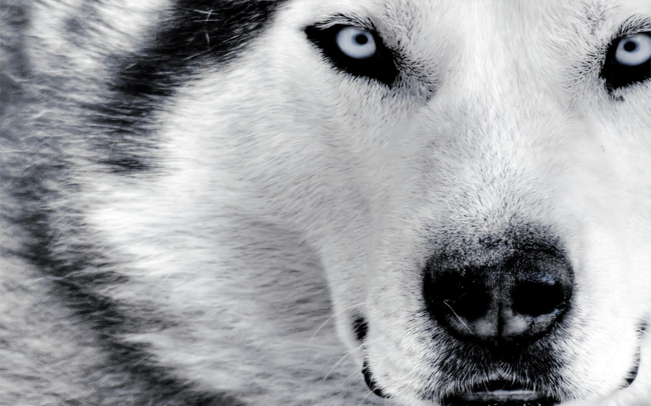 1280x800 Wolf Wallpaper HD 1080p for Laptop, Desktop Love Art