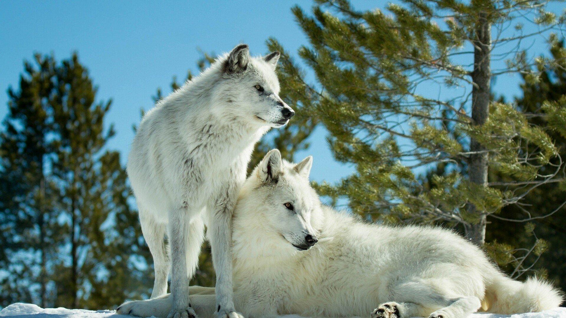 1920x1080 White Wolf wallpaper 1920x1080 Full HD (1080p) desktop background
