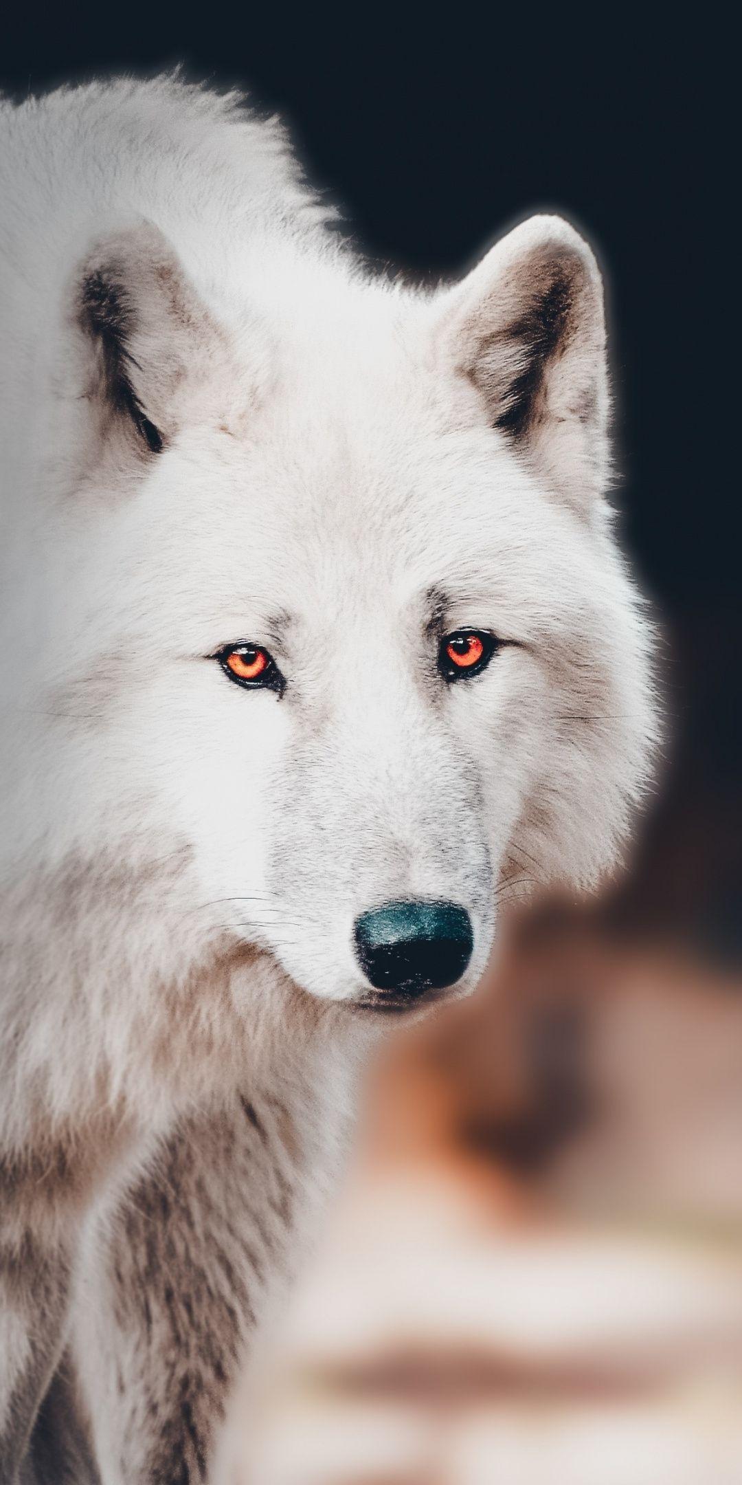 1080x2160 The white wolf, portrait wallpaper. White wolf, Wolf spirit animal, Wolf dog