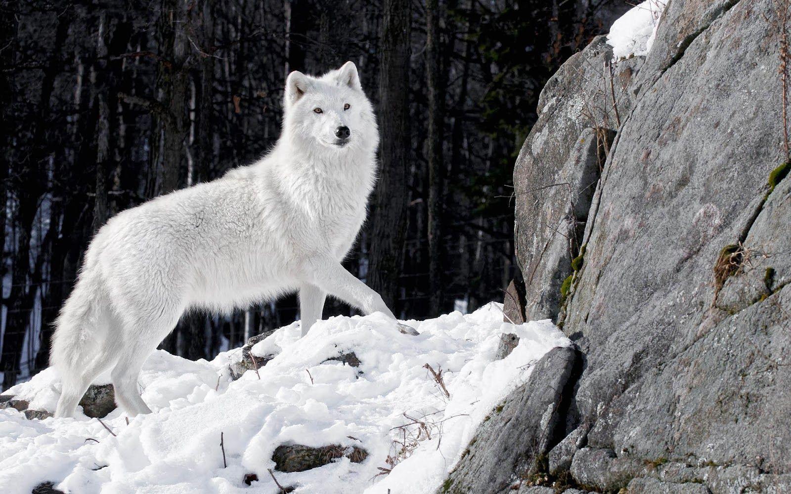 1600x1000 Free White Wolf Wallpaper