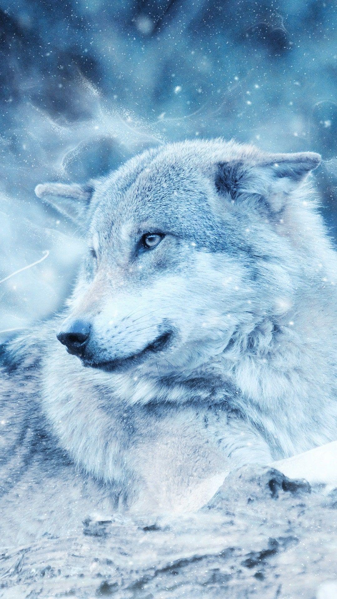 1080x1920 White Wolf Wallpaper Free HD Wallpaper