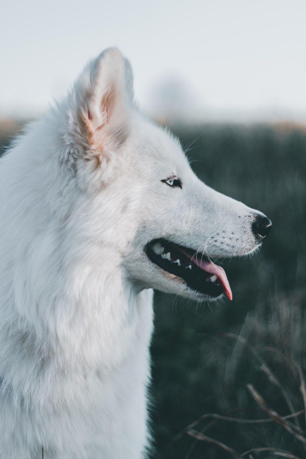 1000x1500 Wolf Wallpaper: Free HD Download [HQ]