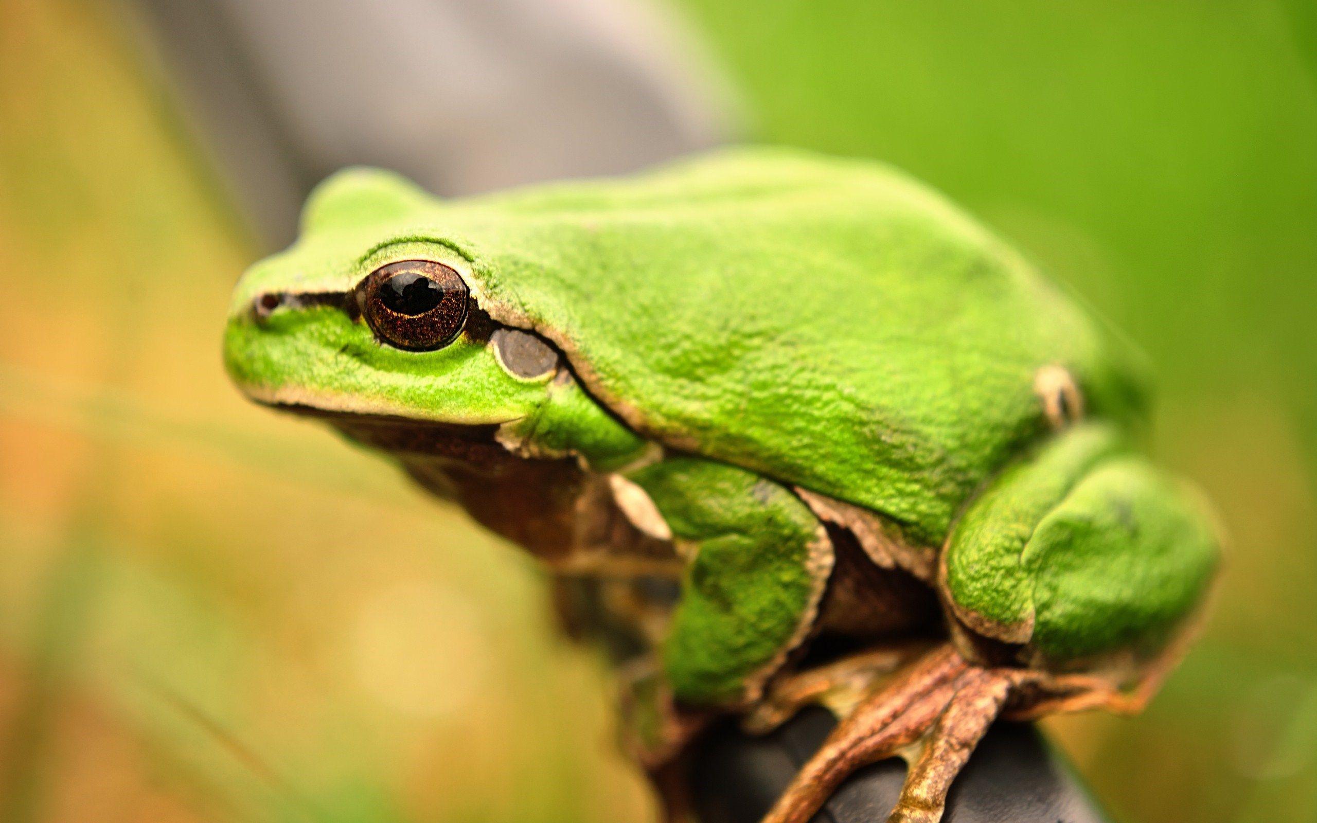 2560x1600 Green Frog Wallpaper