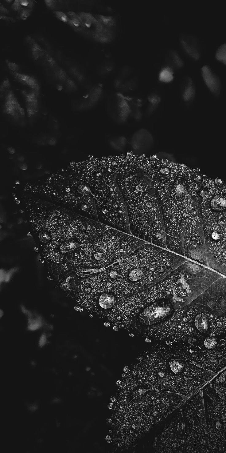 736x1472 Dark Wallpaper For I Phone