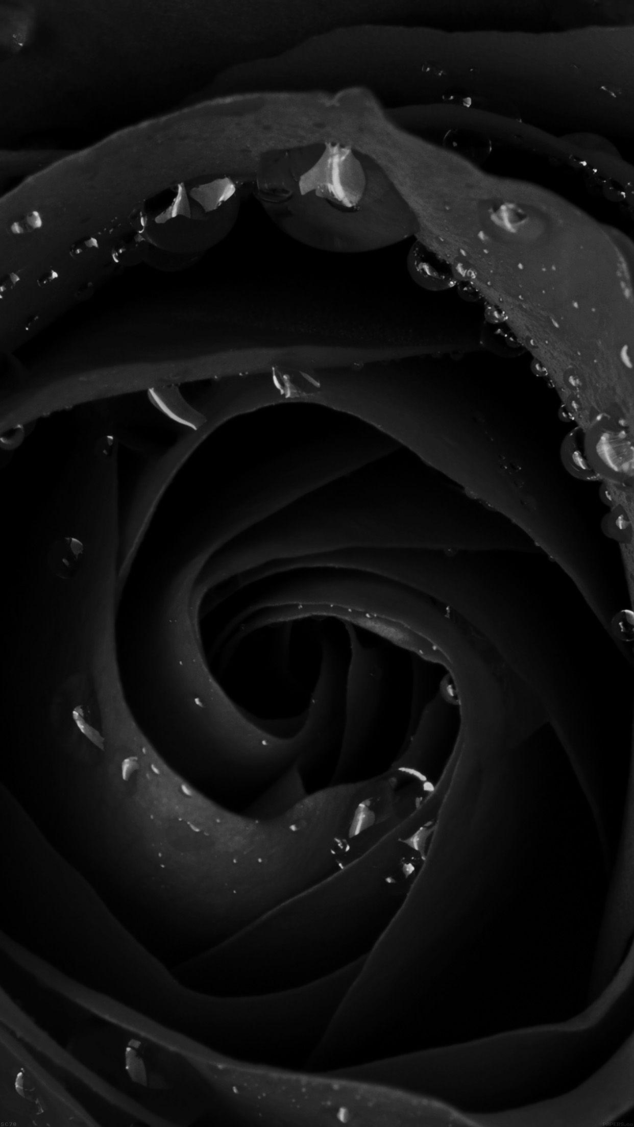 1242x2208 iPhone Dark Wallpaper Rose