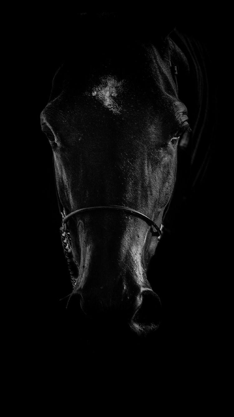 750x1334 Black Horse iPhone Wallpaper