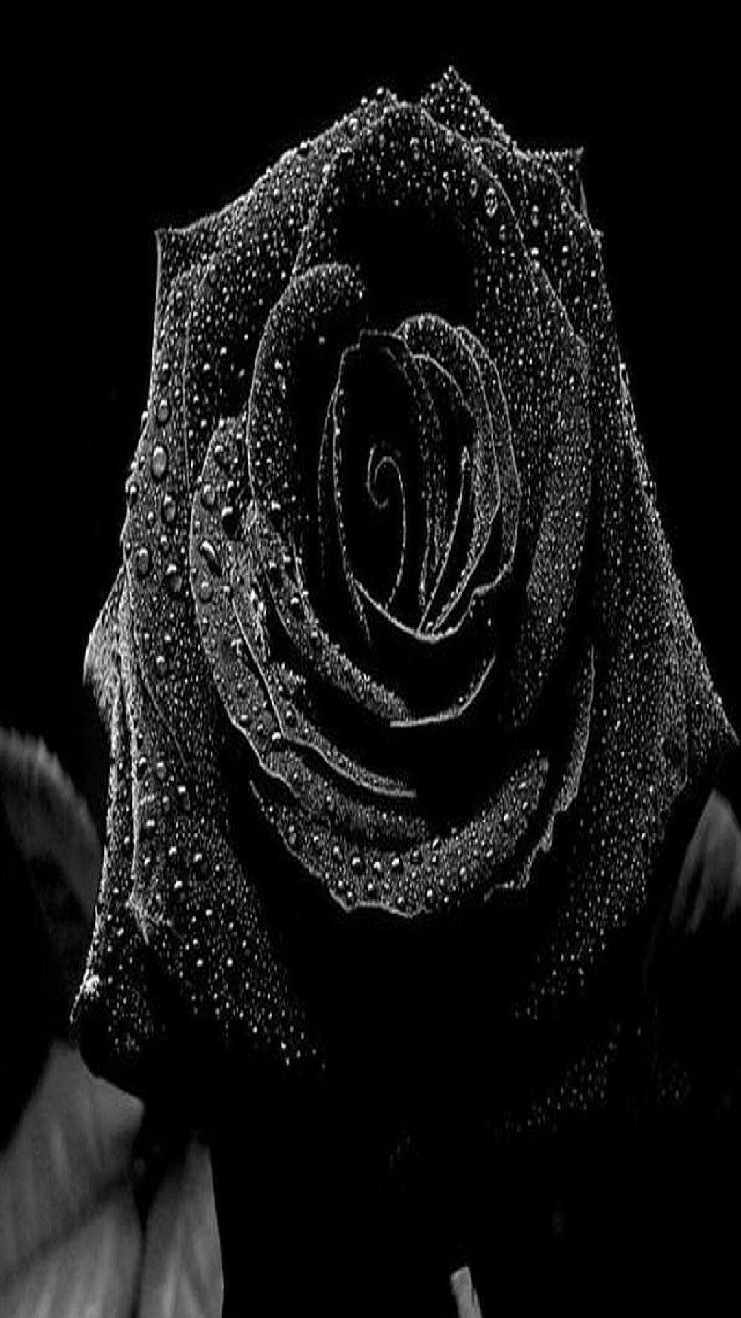 1080x1920 Dongetrabi Black Rose IPhone Wallpaper Image Data Src Black Wallpaper Download HD Wallpaper