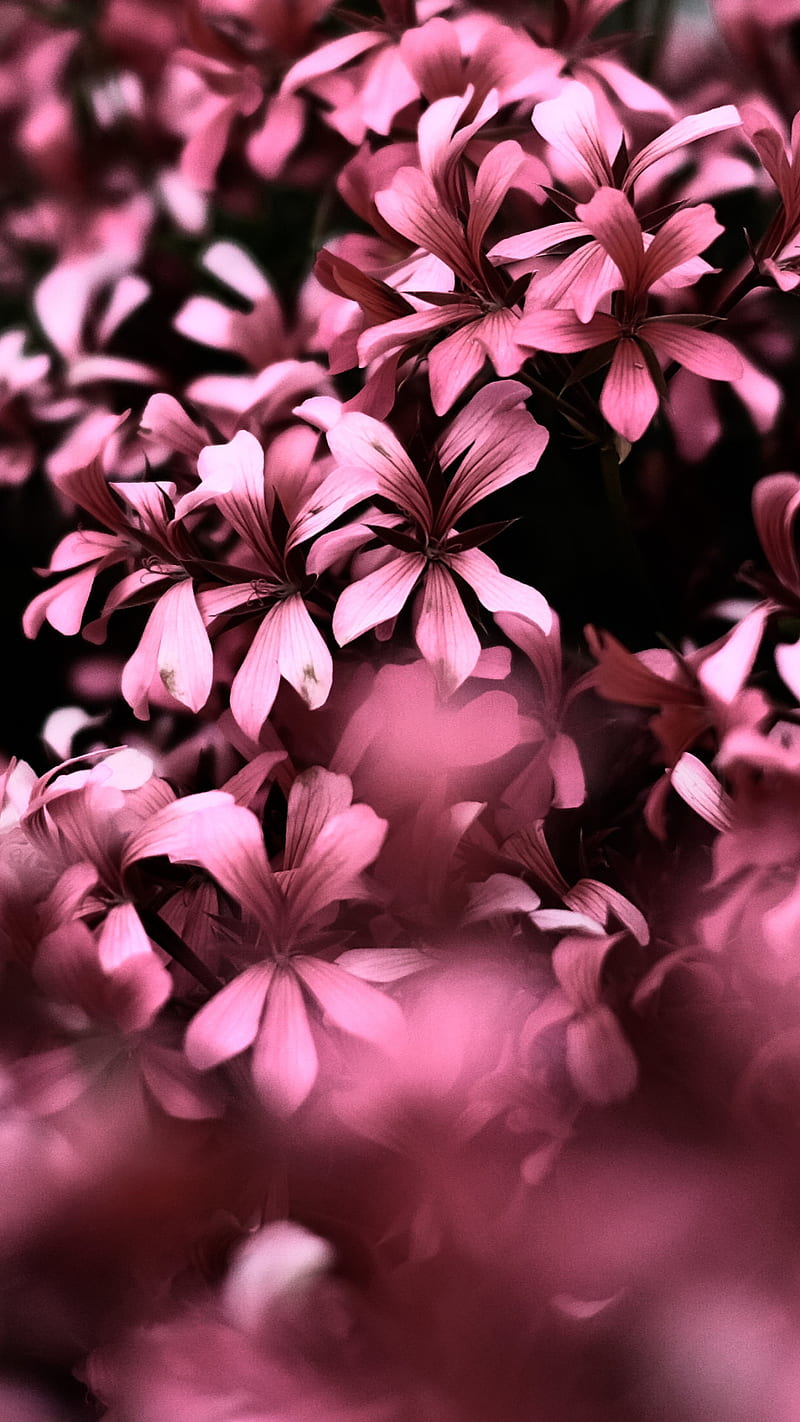 800x1422 Pink Flowers, graphy, blur, nature, HD phone wallpaper
