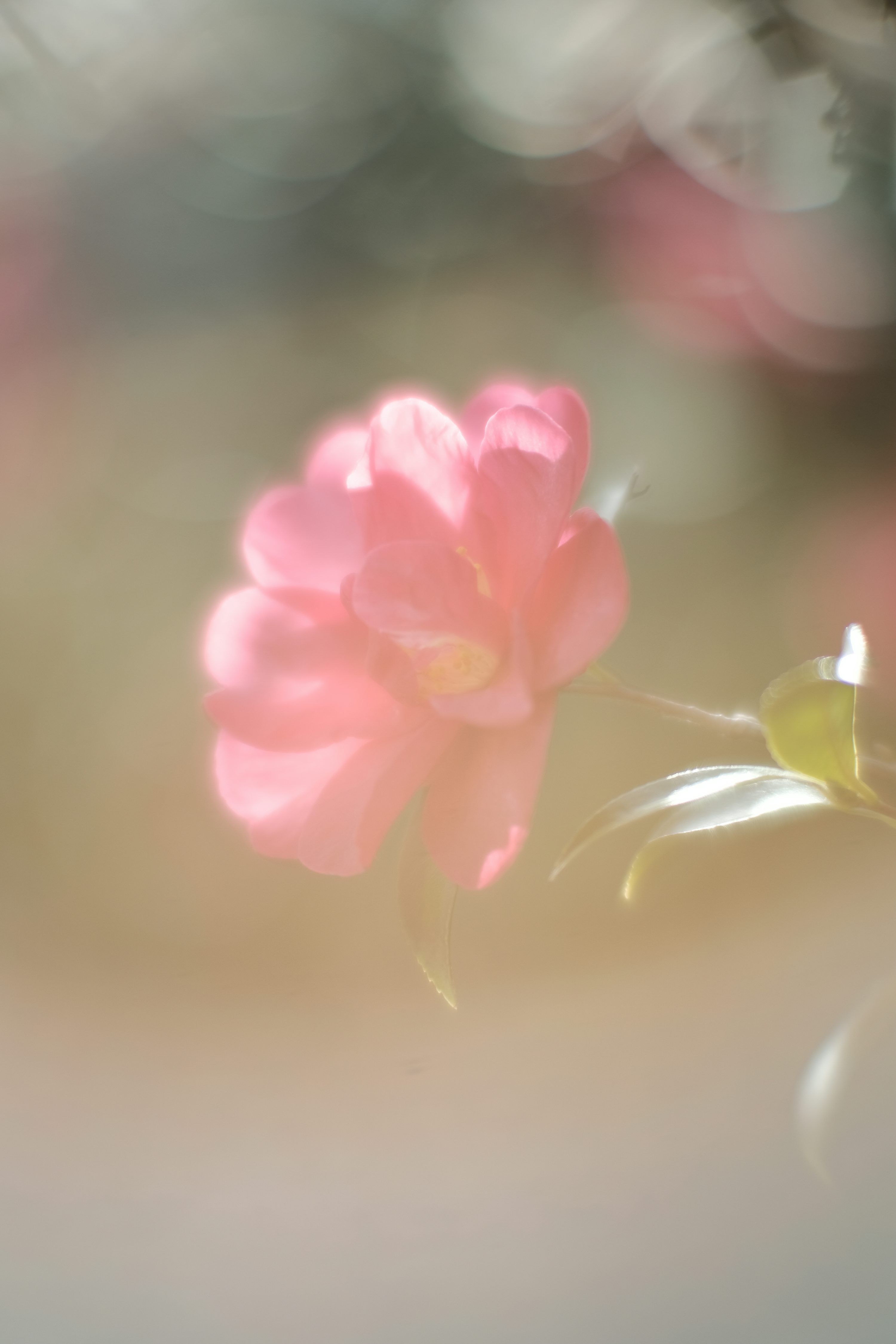 3000x4500 A pink flower with a blurry background