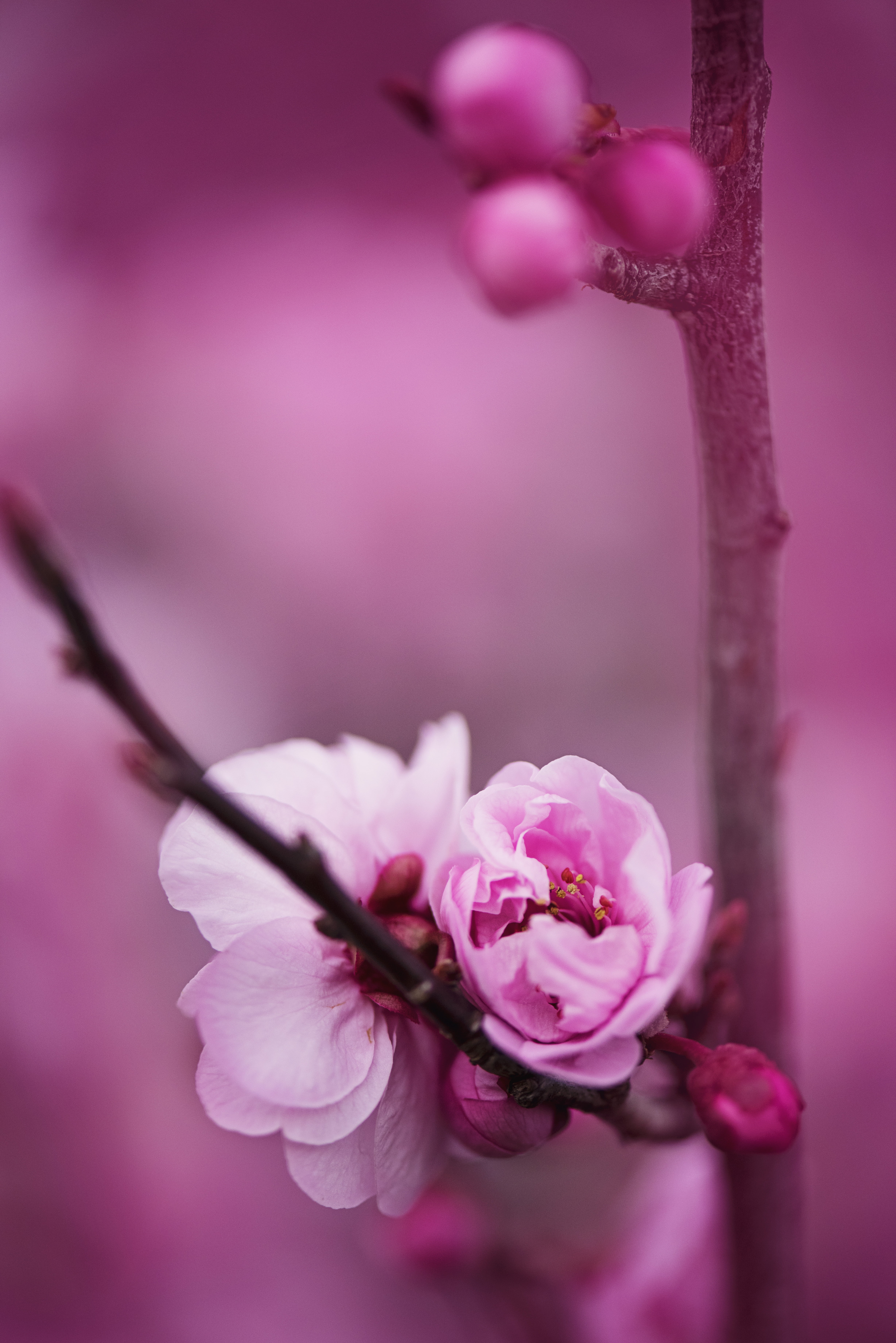 4912x7360 Flowers, petals, blur, pink HD wallpaper