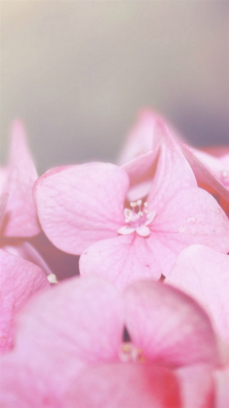 750x1334 Pure Pink Flower Petal Macro Blur iPhone 8 Wallpaper Free Download