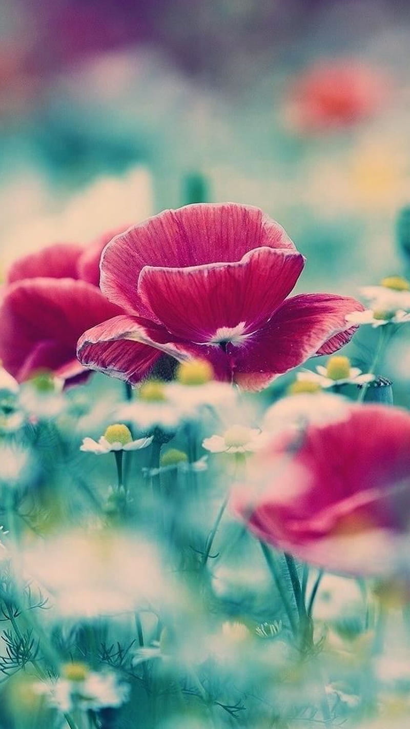 800x1422 Pink Flower, blur, background, HD phone wallpaper