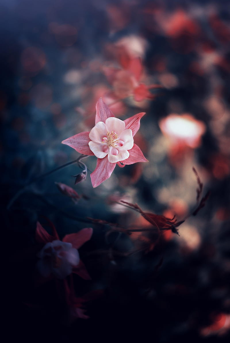 800x1195 Blur flower, blur, flower, orchid, pink, roses, HD phone wallpaper