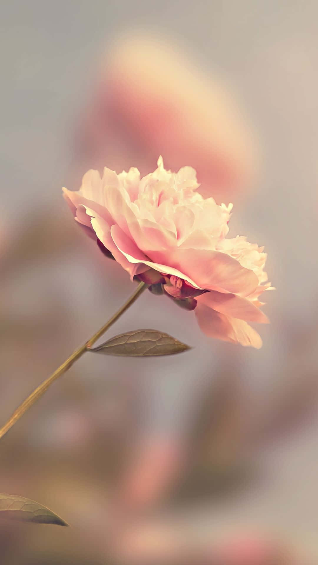 1080x1920 Download HD Rose Pink Blur Effect Wallpaper